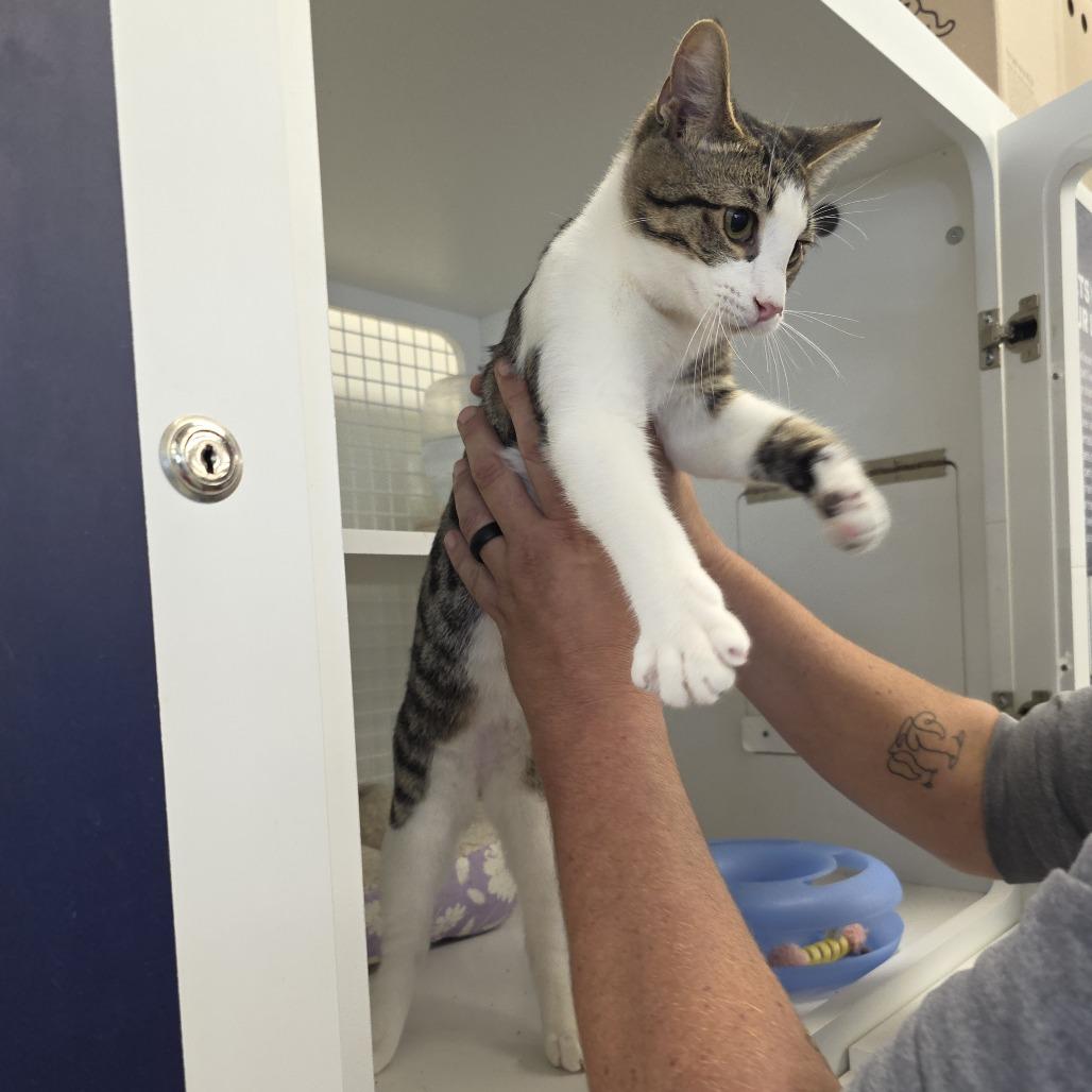 Enlarge Skipper, an adopted Domestic Short Hair in Wilmington, NC image 1/6