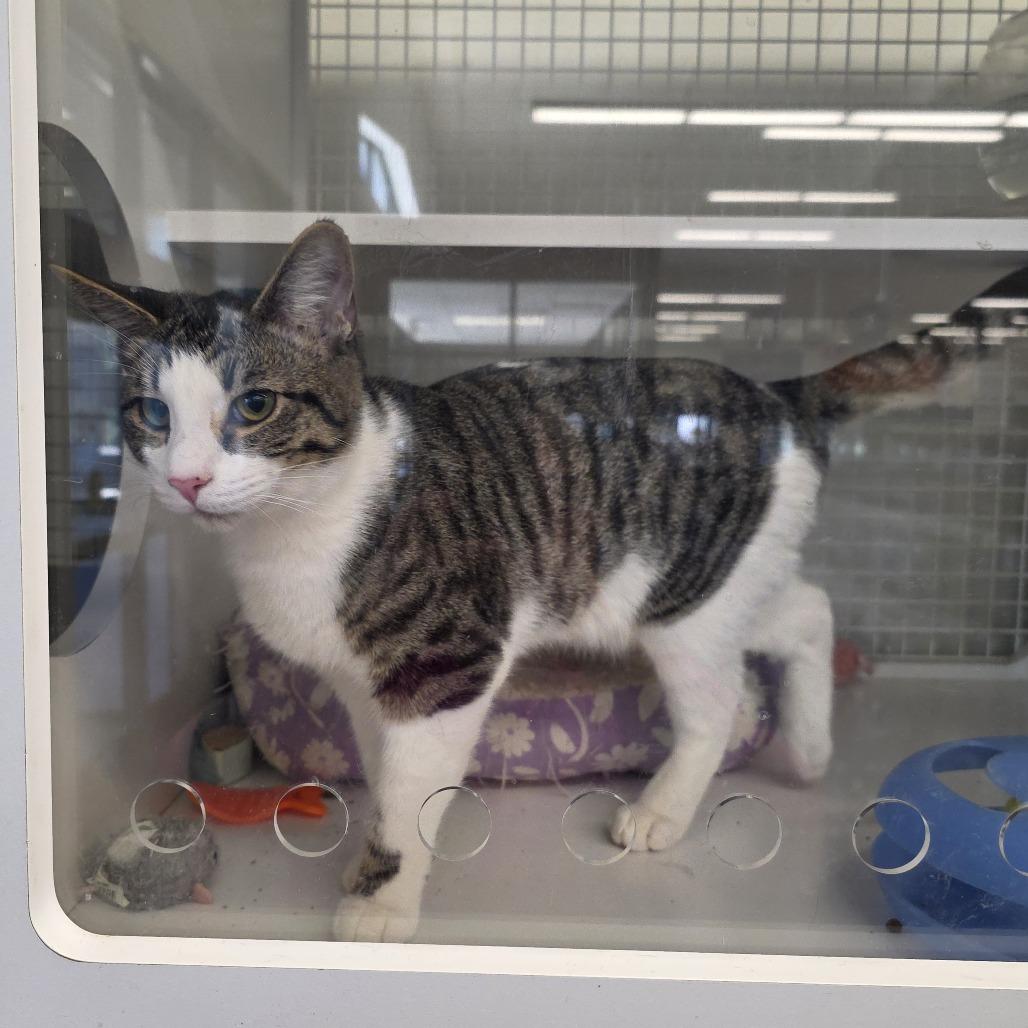 Enlarge Skipper, an adopted Domestic Short Hair in Wilmington, NC image 4/6