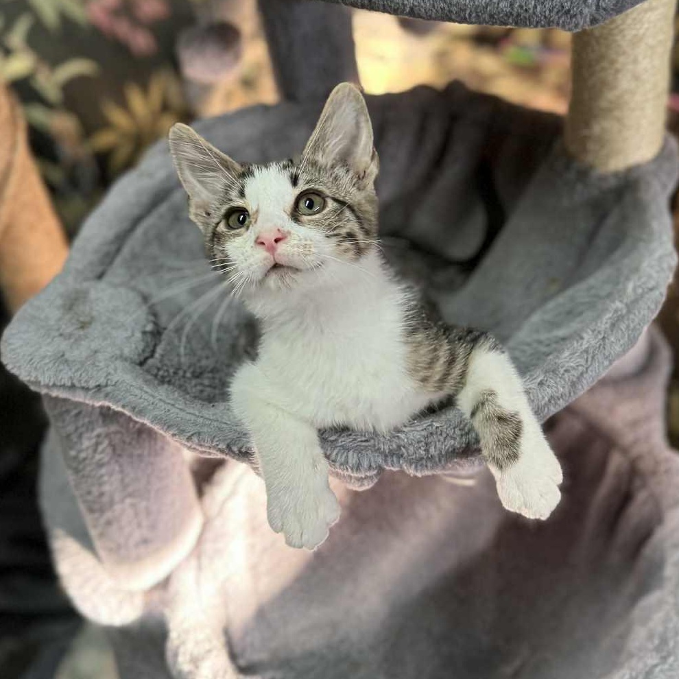 Enlarge Skipper, an adopted Domestic Short Hair in Wilmington, NC image 3/6