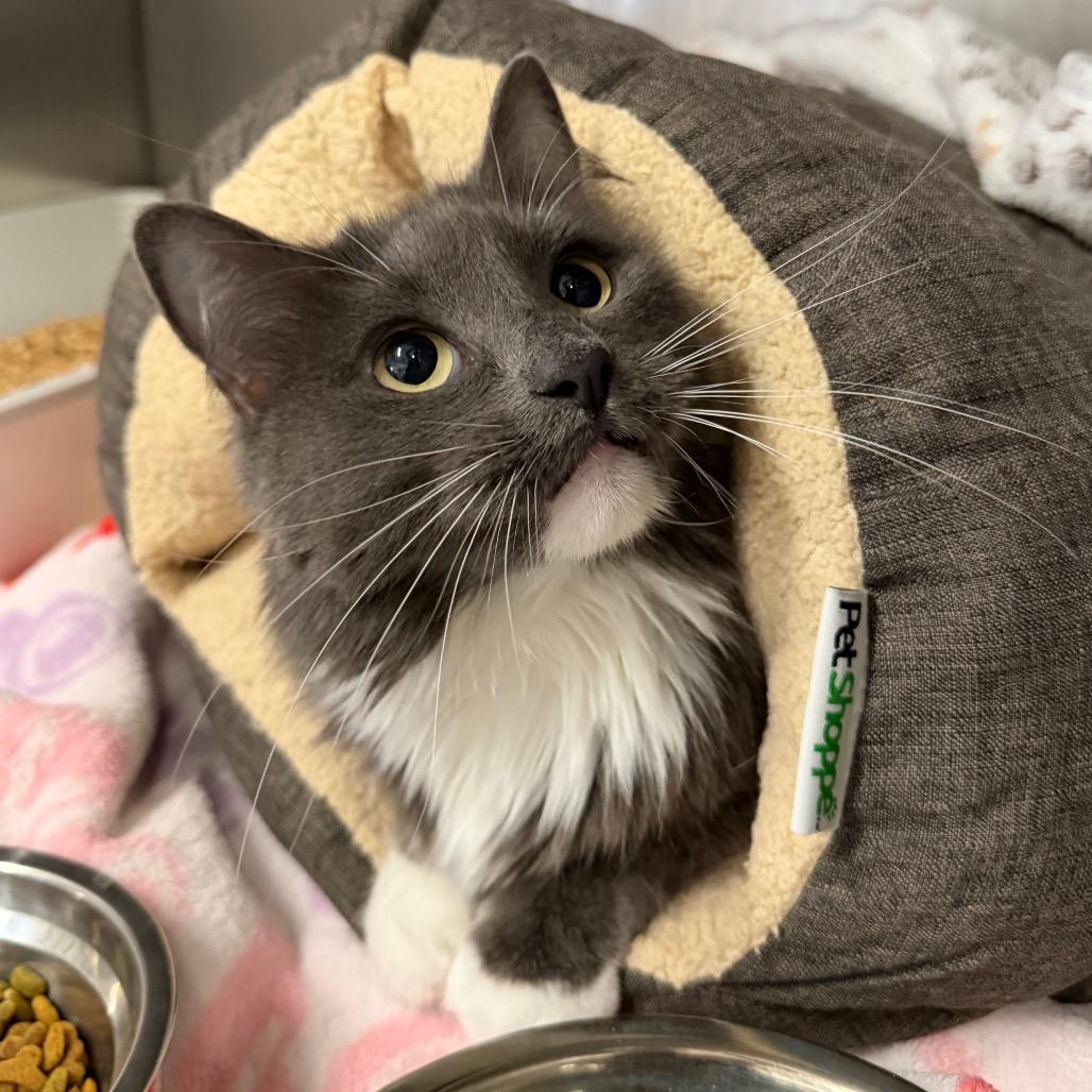 Oliver, Adoptable, Adult Female Domestic Medium Hair.