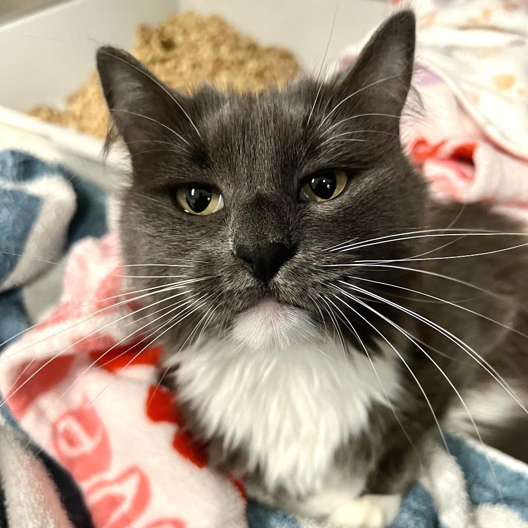 Enlarge Oliver, a Adoptable Domestic Medium Hair in Morgan Hill, CA image 2/4