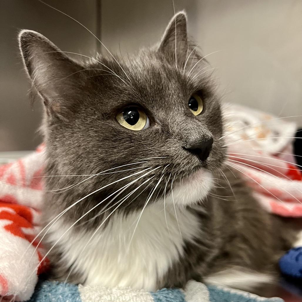 Enlarge Oliver, a Adoptable Domestic Medium Hair in Morgan Hill, CA image 3/4
