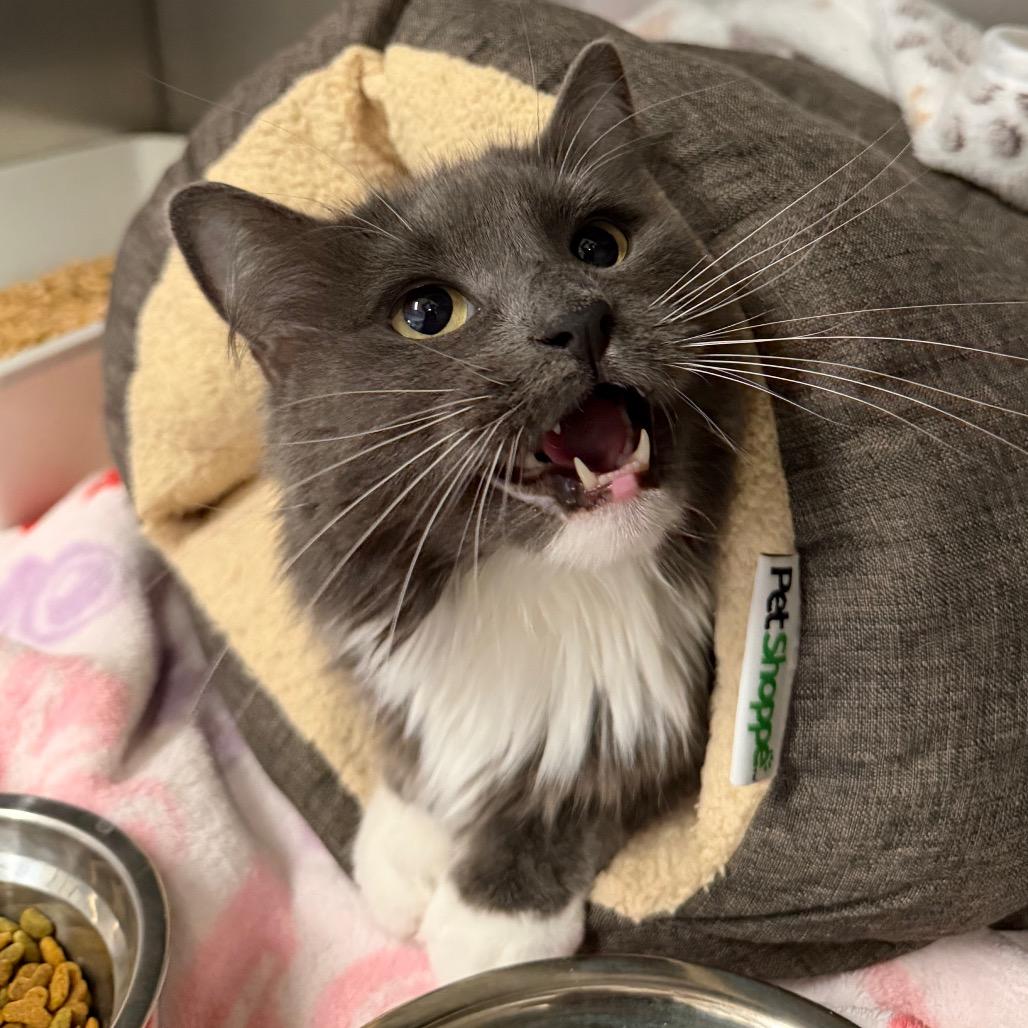 Enlarge Oliver, a Adoptable Domestic Medium Hair in Morgan Hill, CA image 4/4