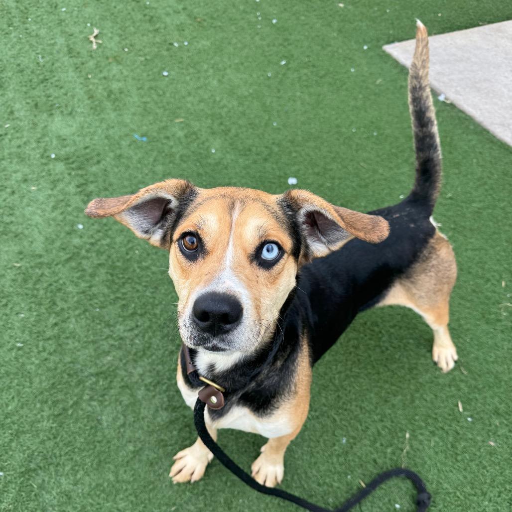 Beaker, Adoptable, Adult Male Mixed Breed.