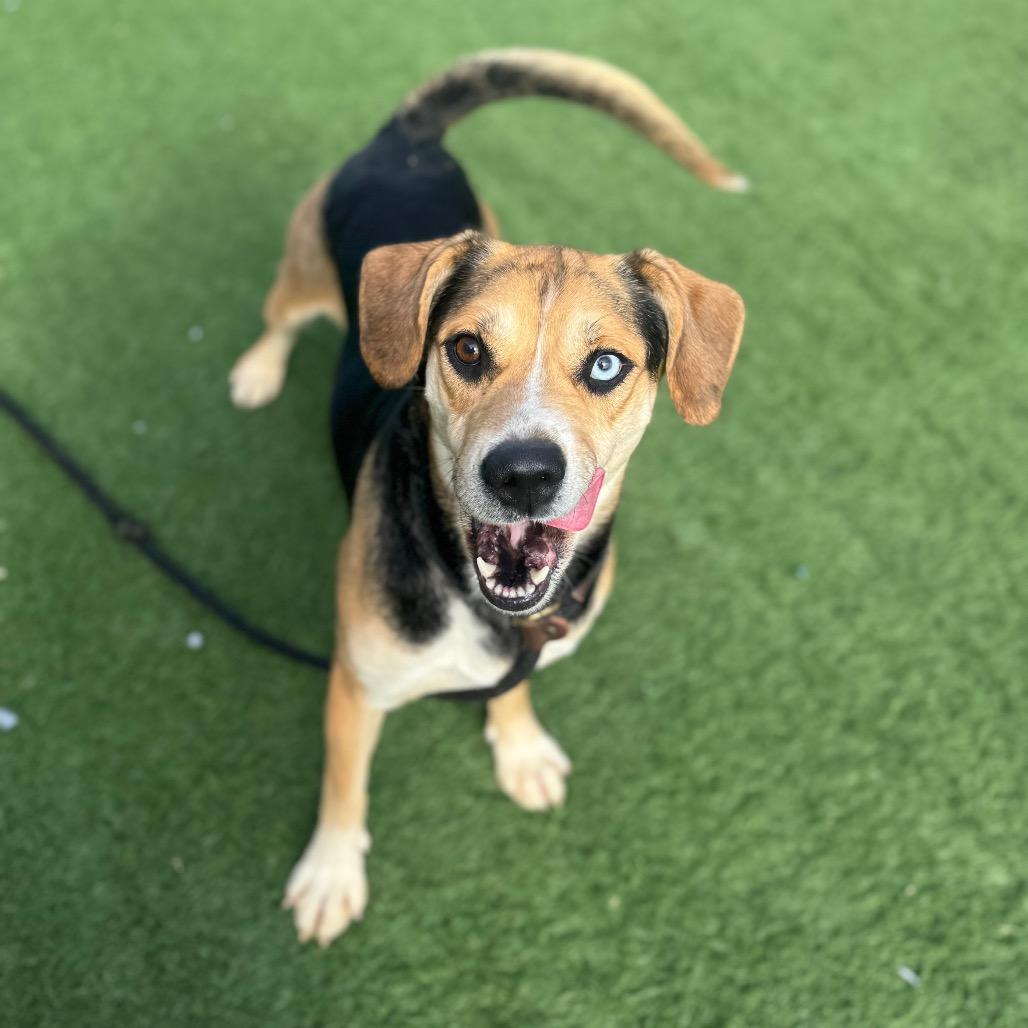 Enlarge Beaker, a Adoptable Mixed Breed in Canton, IL image 2/6