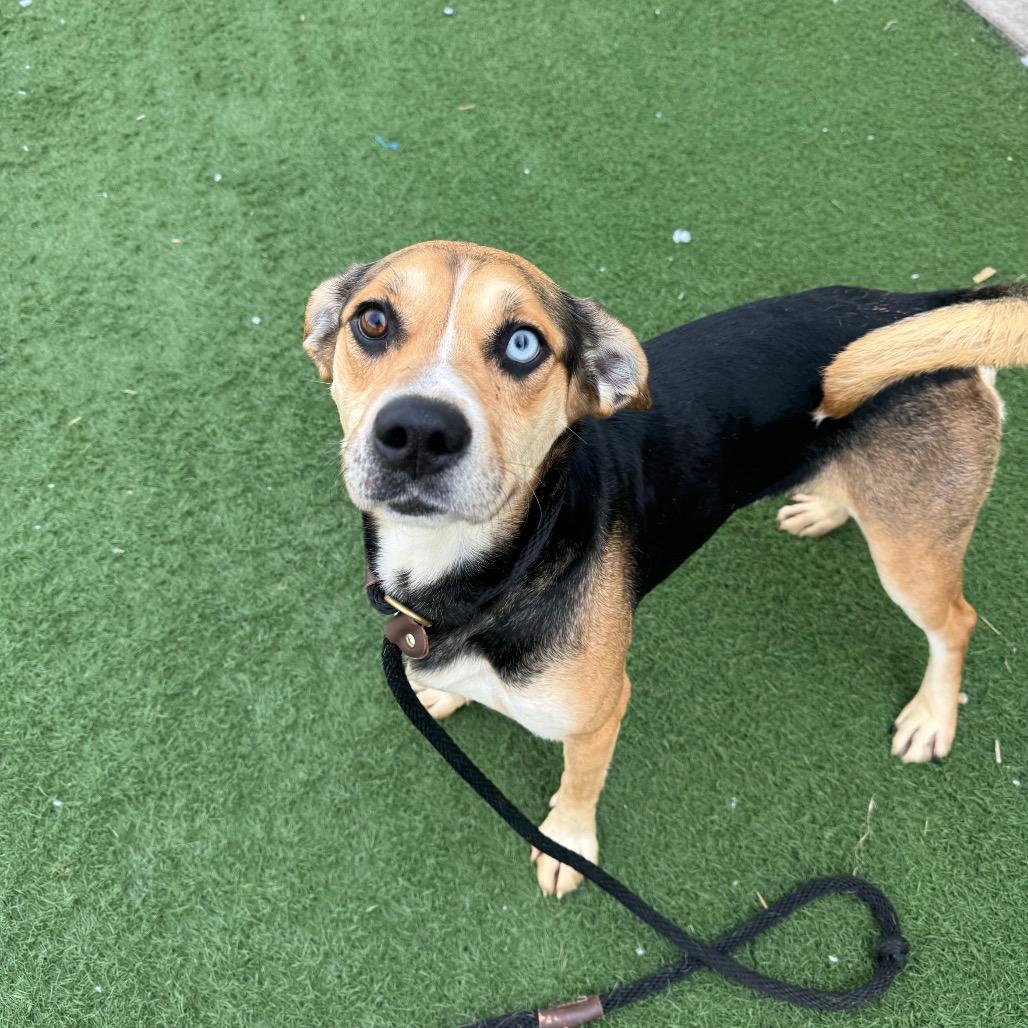 Enlarge Beaker, a Adoptable Mixed Breed in Canton, IL image 3/6