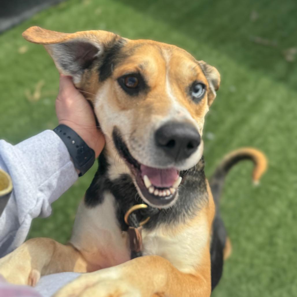 Enlarge Beaker, a Adoptable Mixed Breed in Canton, IL image 4/6