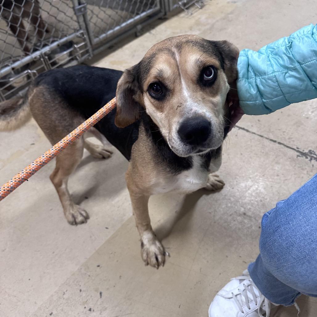 Enlarge Beaker, a Adoptable Mixed Breed in Canton, IL image 5/6