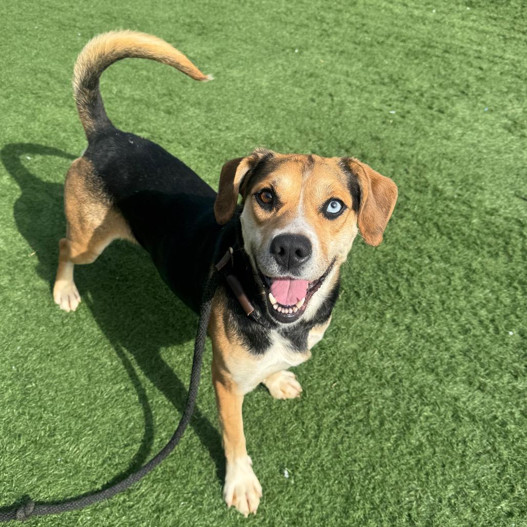 Enlarge Beaker, a Adoptable Mixed Breed in Canton, IL image 6/6