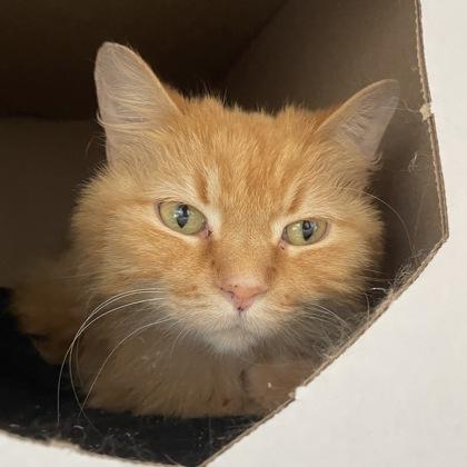 Ramona Quimby, Adoptable, Adult Female Domestic Medium Hair & Domestic Short Hair.