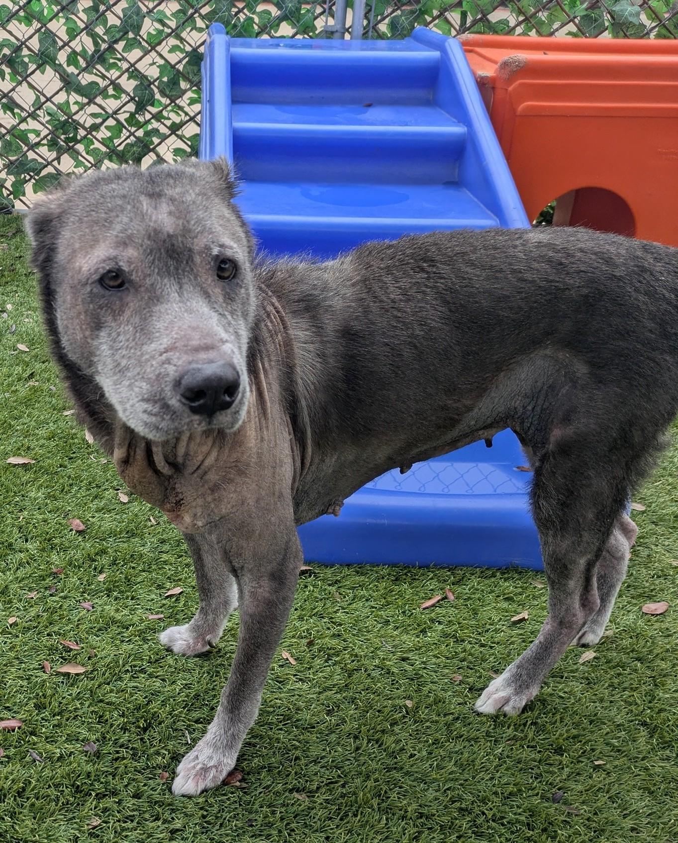 Enlarge Elka, a ADOPTABLE mixed breed in PEARLAND, TX image 4/5