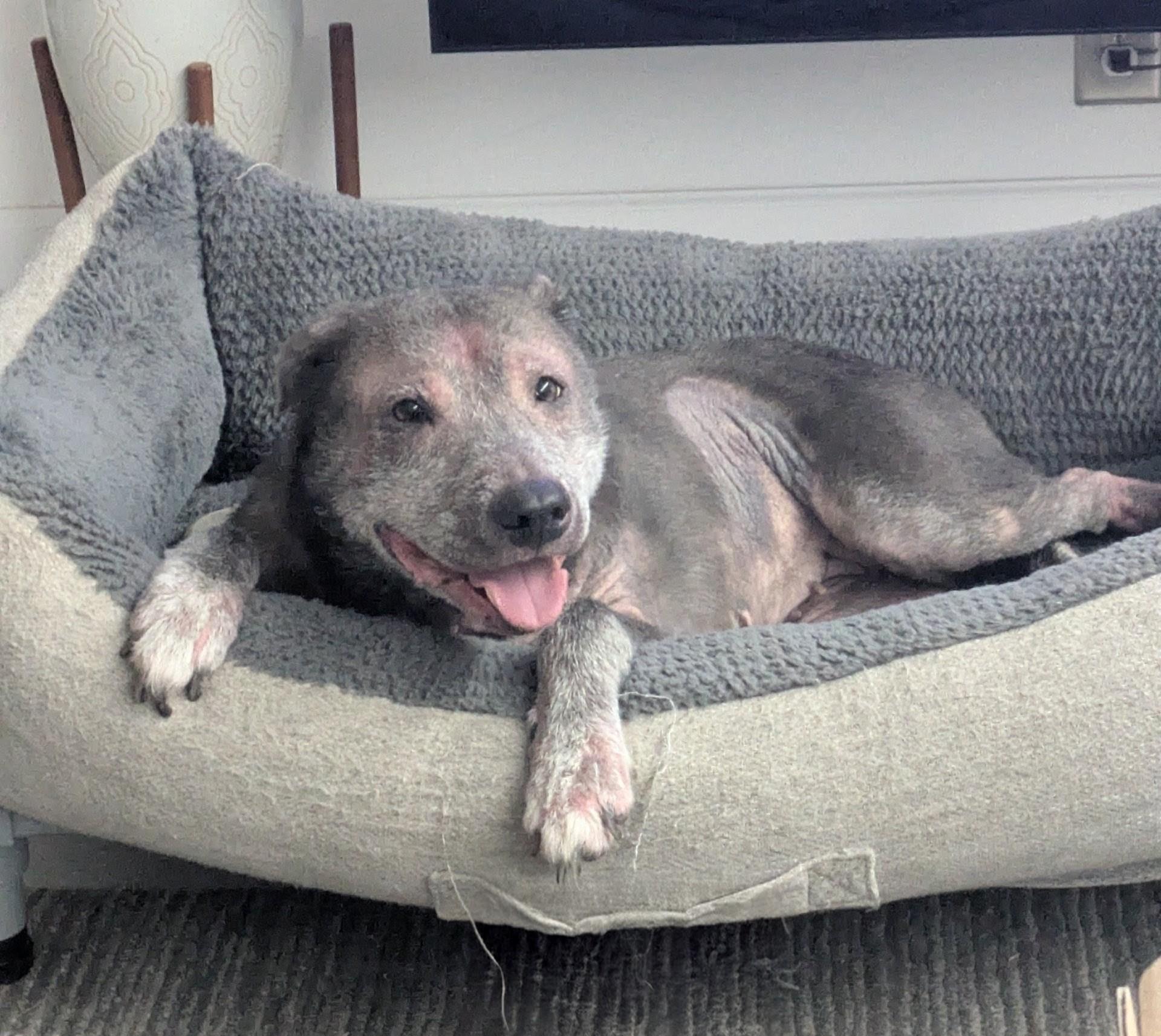 Elka, ADOPTABLE, Adult Female Husky.