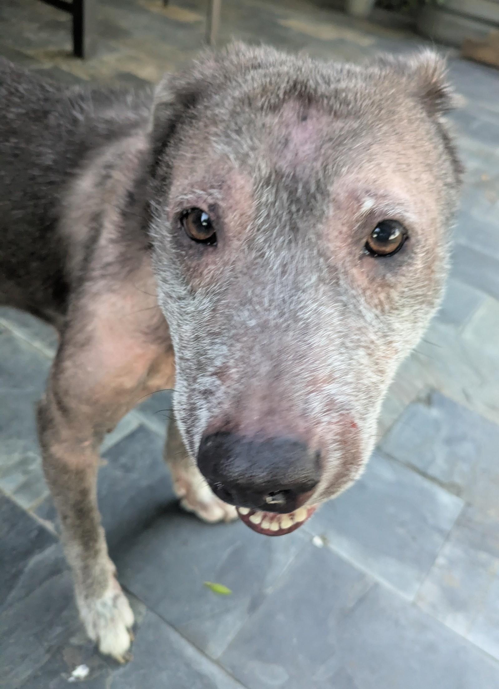 Enlarge Elka, a ADOPTABLE mixed breed in PEARLAND, TX image 2/5