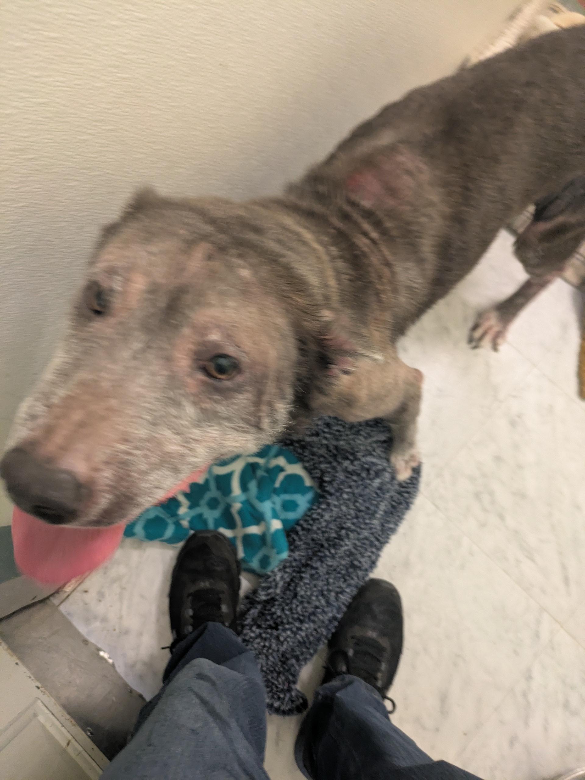 Enlarge Elka, a ADOPTABLE mixed breed in PEARLAND, TX image 3/5