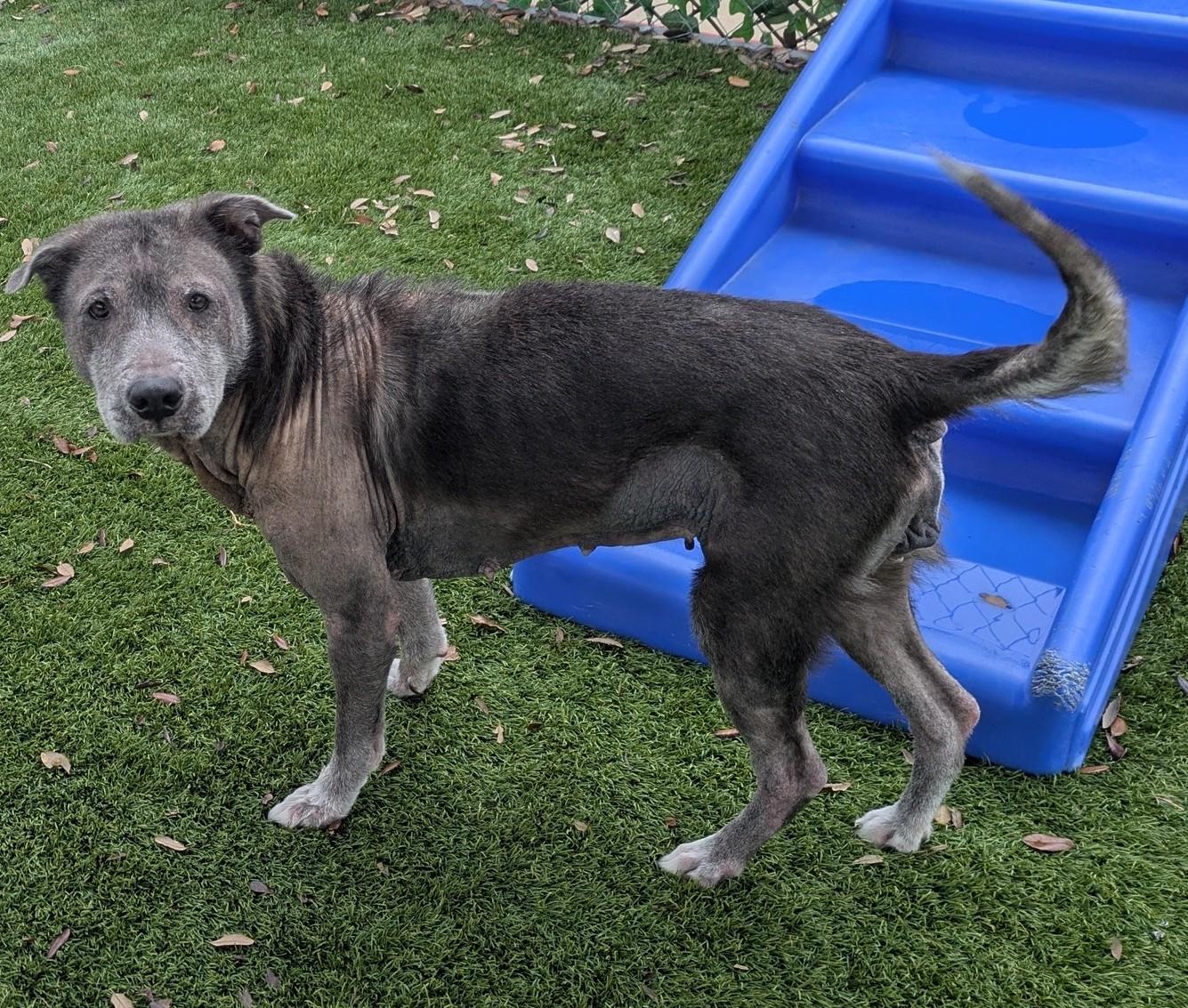 Enlarge Elka, a ADOPTABLE mixed breed in PEARLAND, TX image 5/5