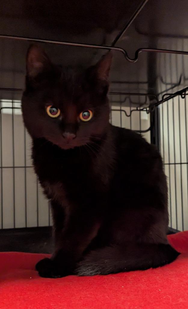 Dr. McCoy, Adoptable, Kitten Male Domestic Short Hair.