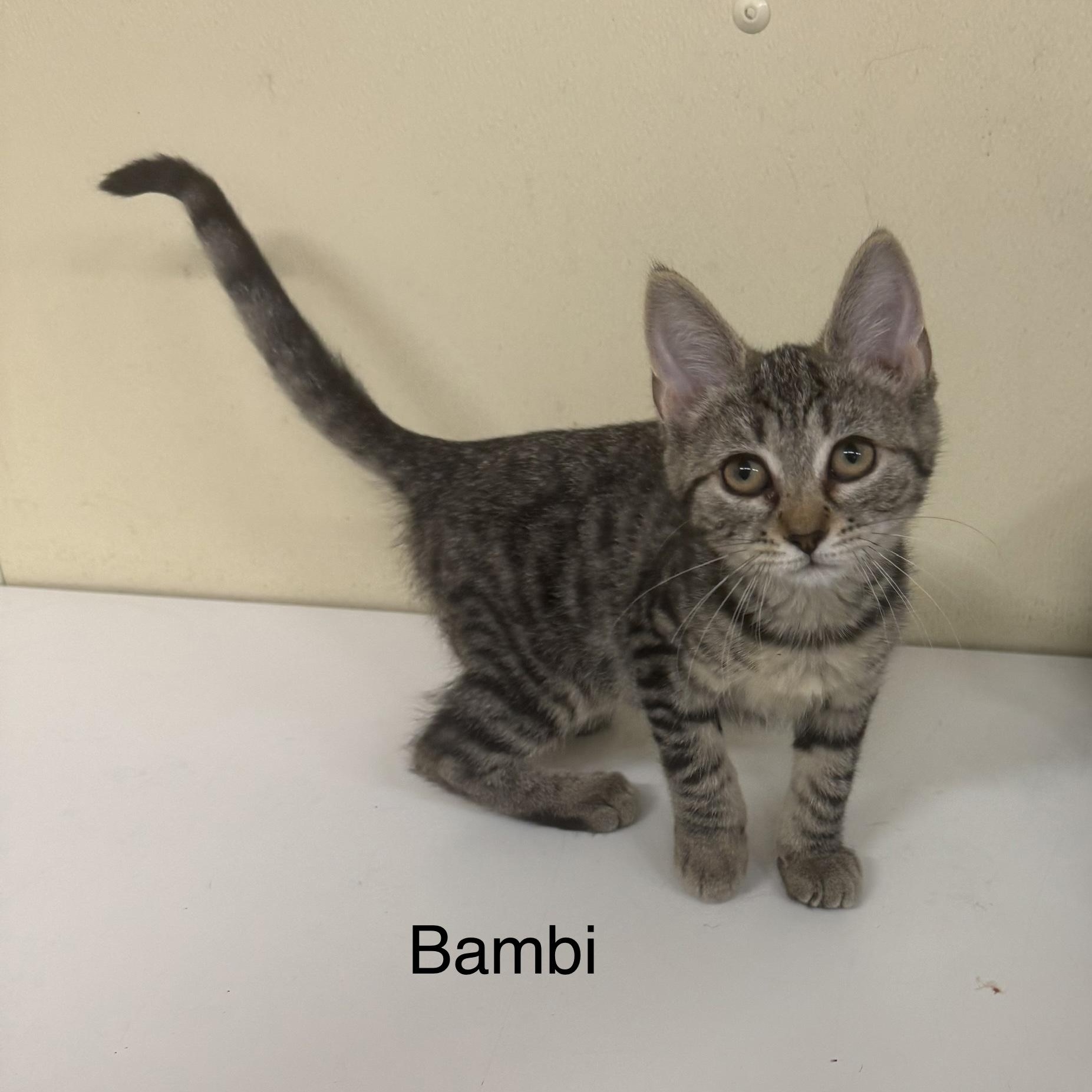Enlarge Bambi, a Adopted Domestic Short Hair in Ulster, PA image 1/1
