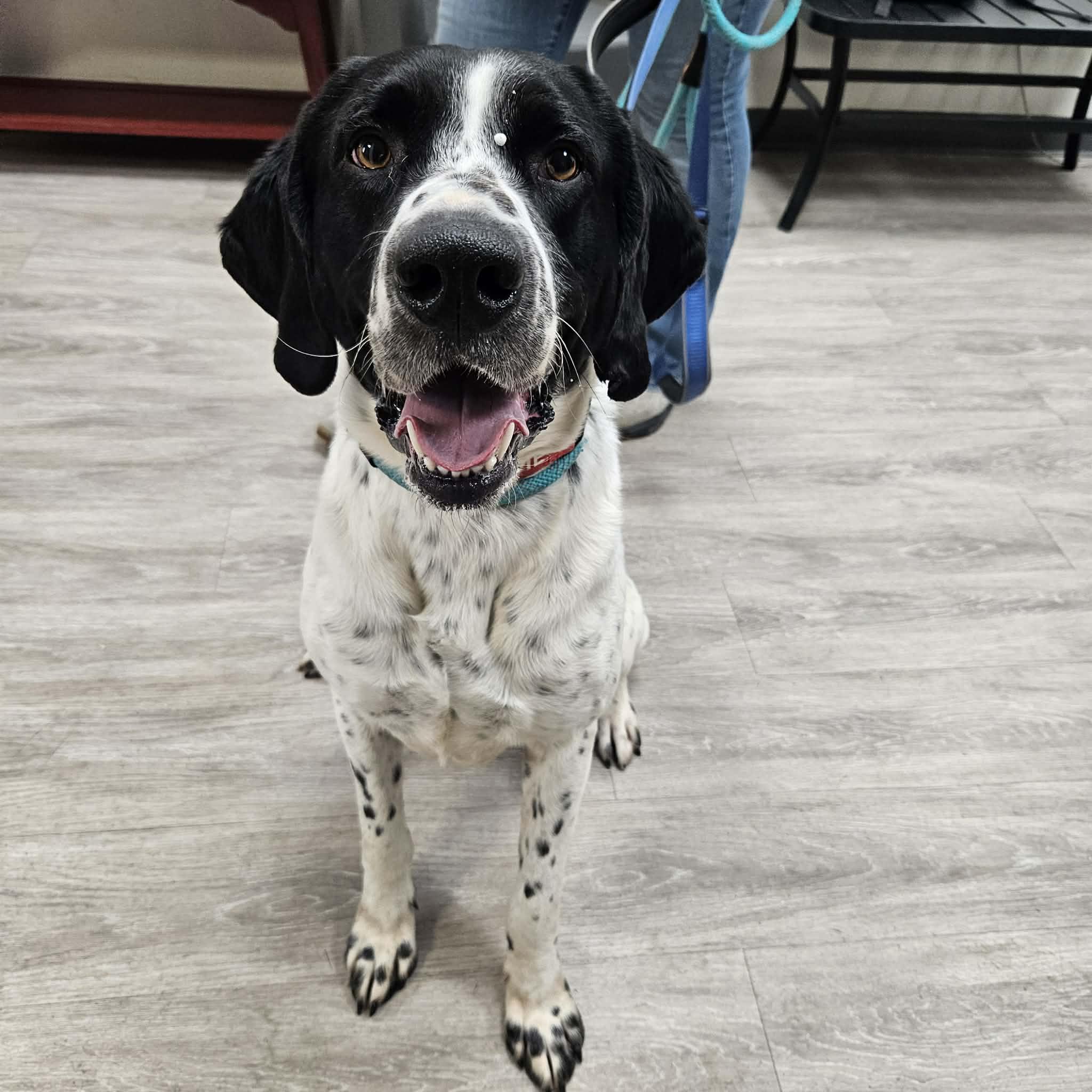 Enlarge Hughes, an adopted mixed breed in Grand Forks, ND image 1/2