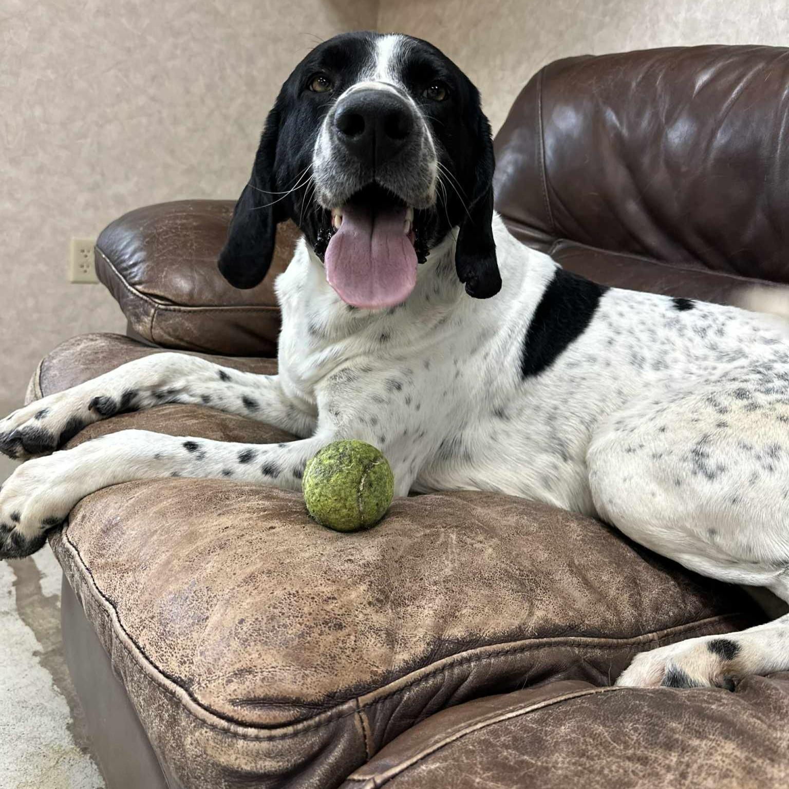 Enlarge Hughes, an adopted mixed breed in Grand Forks, ND image 2/2