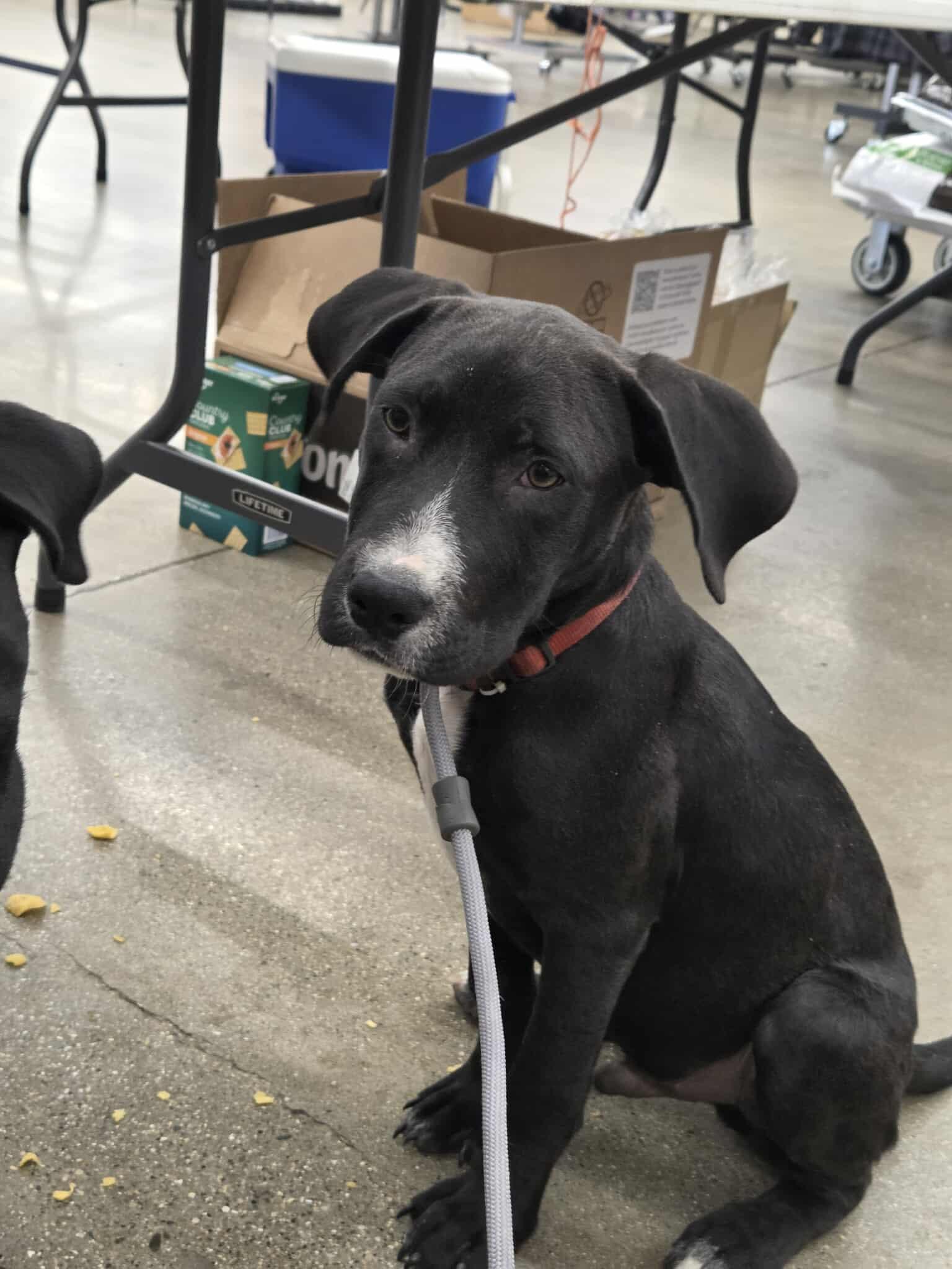 Tom and Jerry, a Adoptable mixed breed in Marengo, IL image 1/2