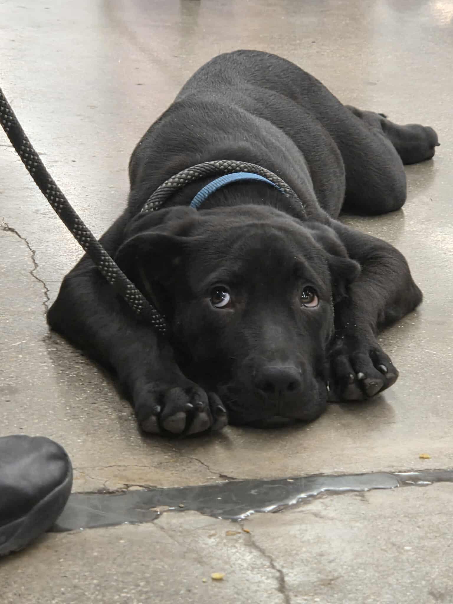Tom and Jerry, a Adoptable mixed breed in Marengo, IL image 2/2