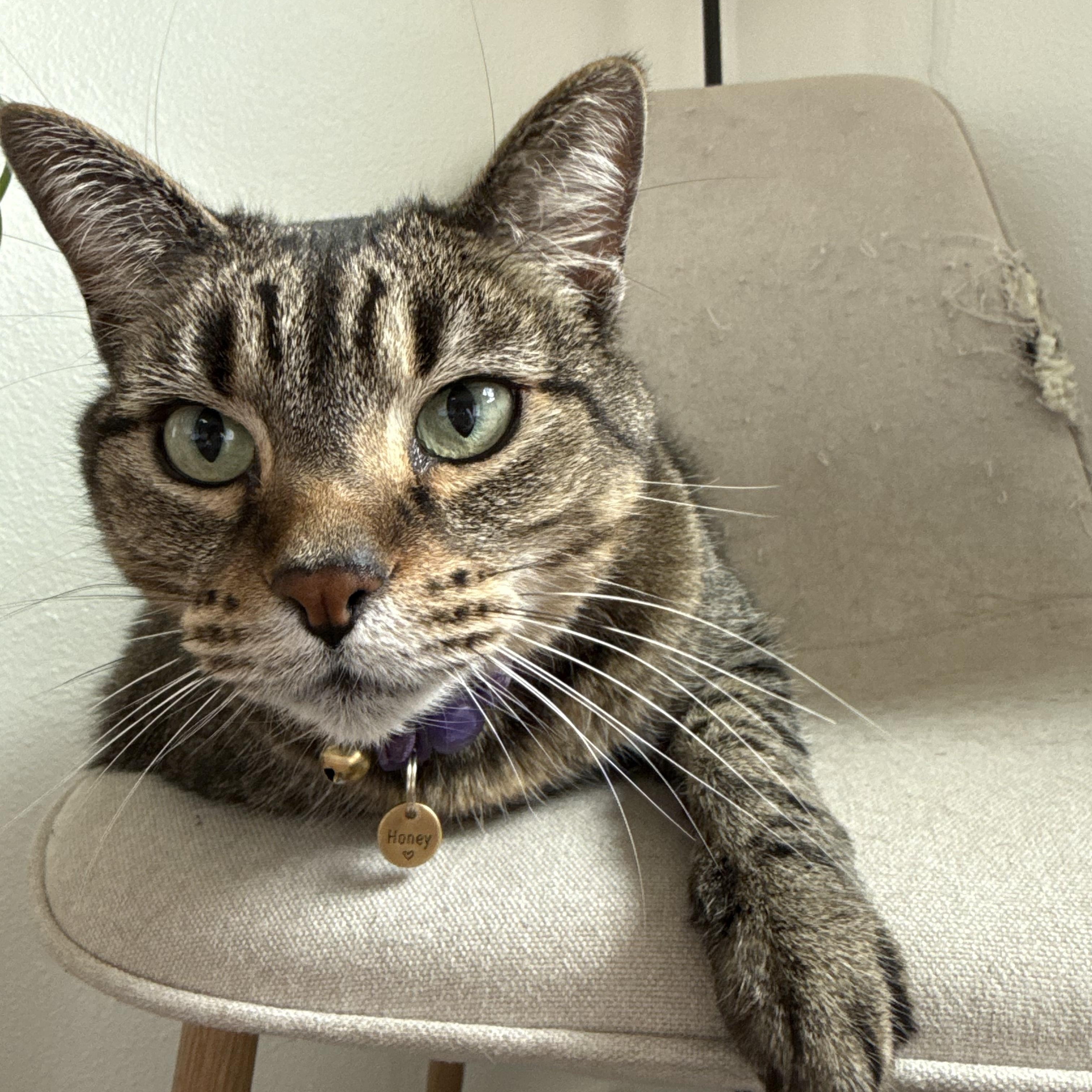 Honey, Adoptable, Senior Female Tabby.