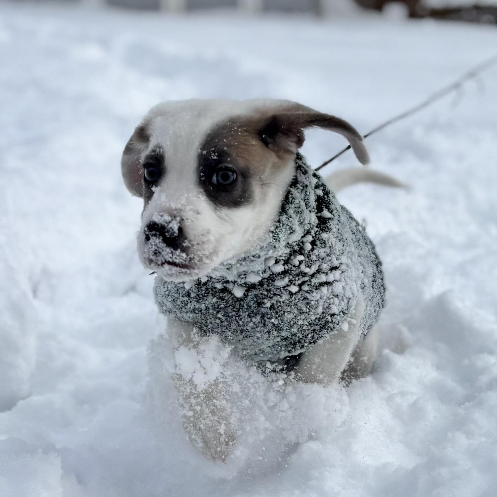 Enlarge Rooney, an adopted mixed breed in Minneapolis, MN image 3/6