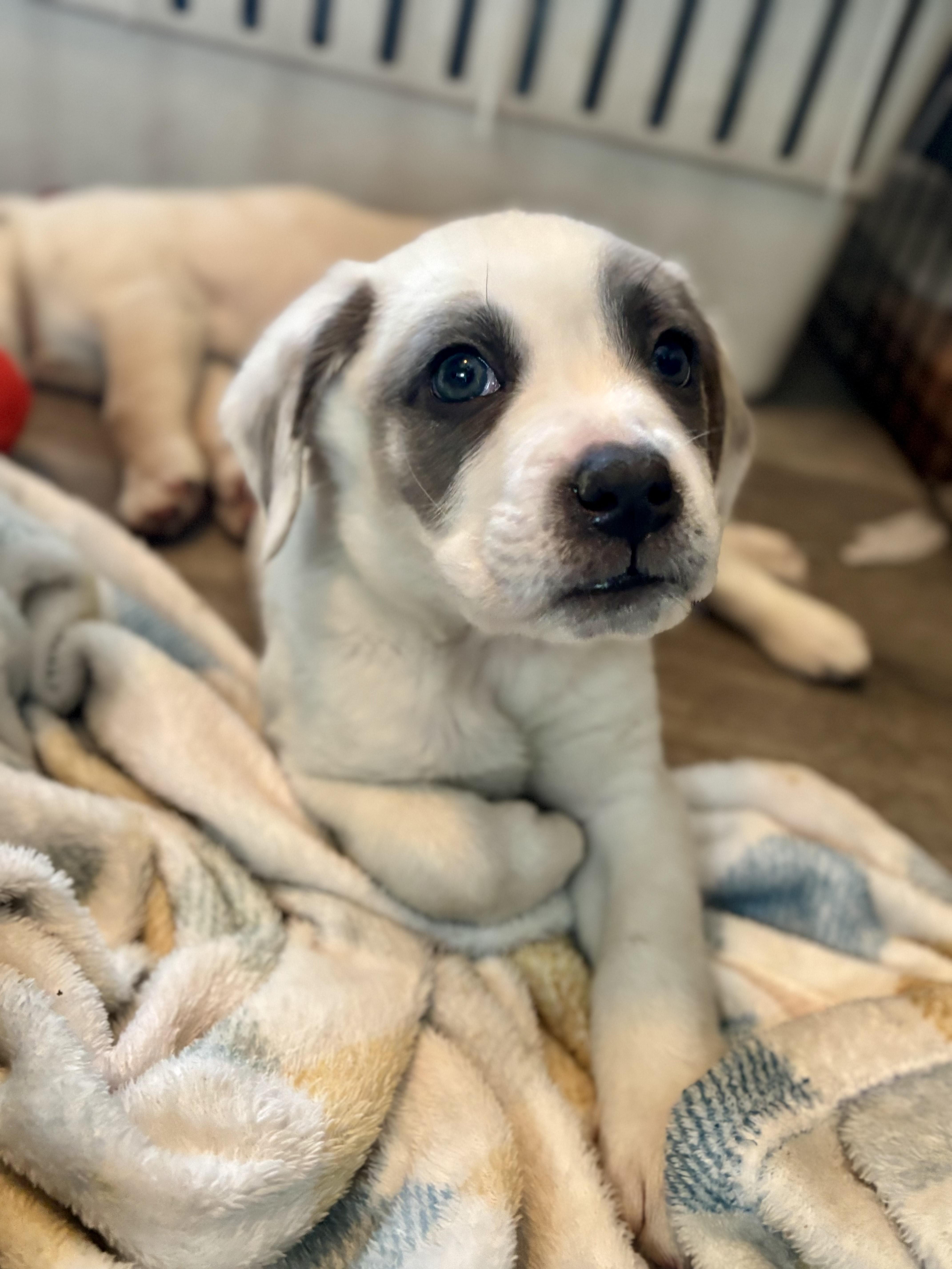 Rooney, a Adoptable mixed breed in Minneapolis, MN image 2/6