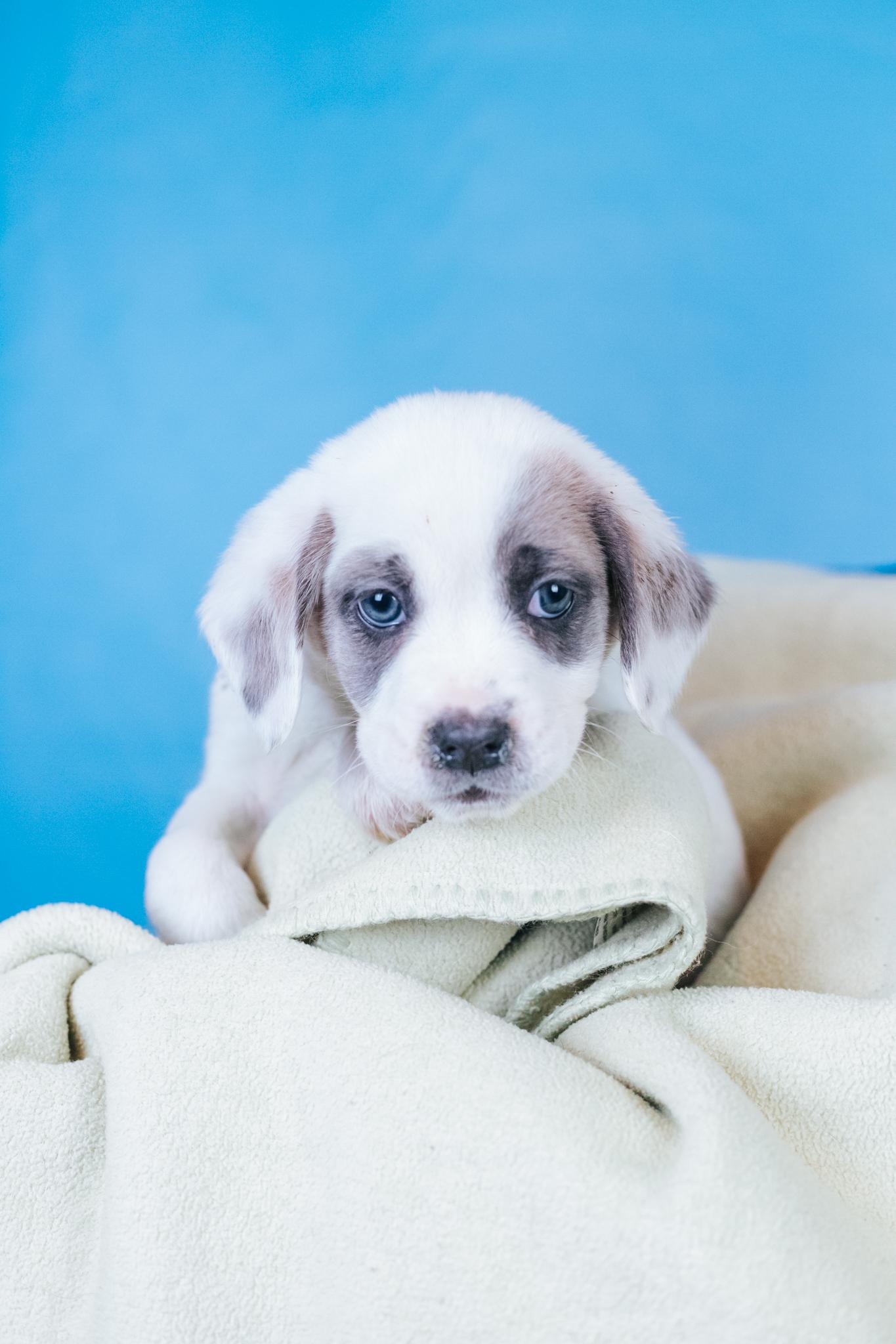 Rooney, a Adoptable mixed breed in Minneapolis, MN image 6/6