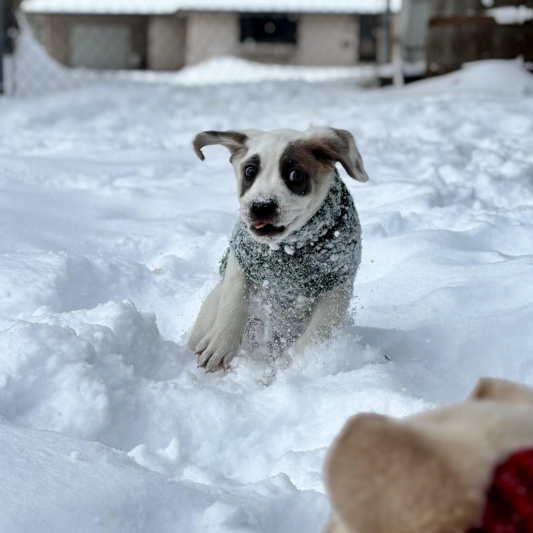 Enlarge Rooney, an adopted mixed breed in Minneapolis, MN image 4/6
