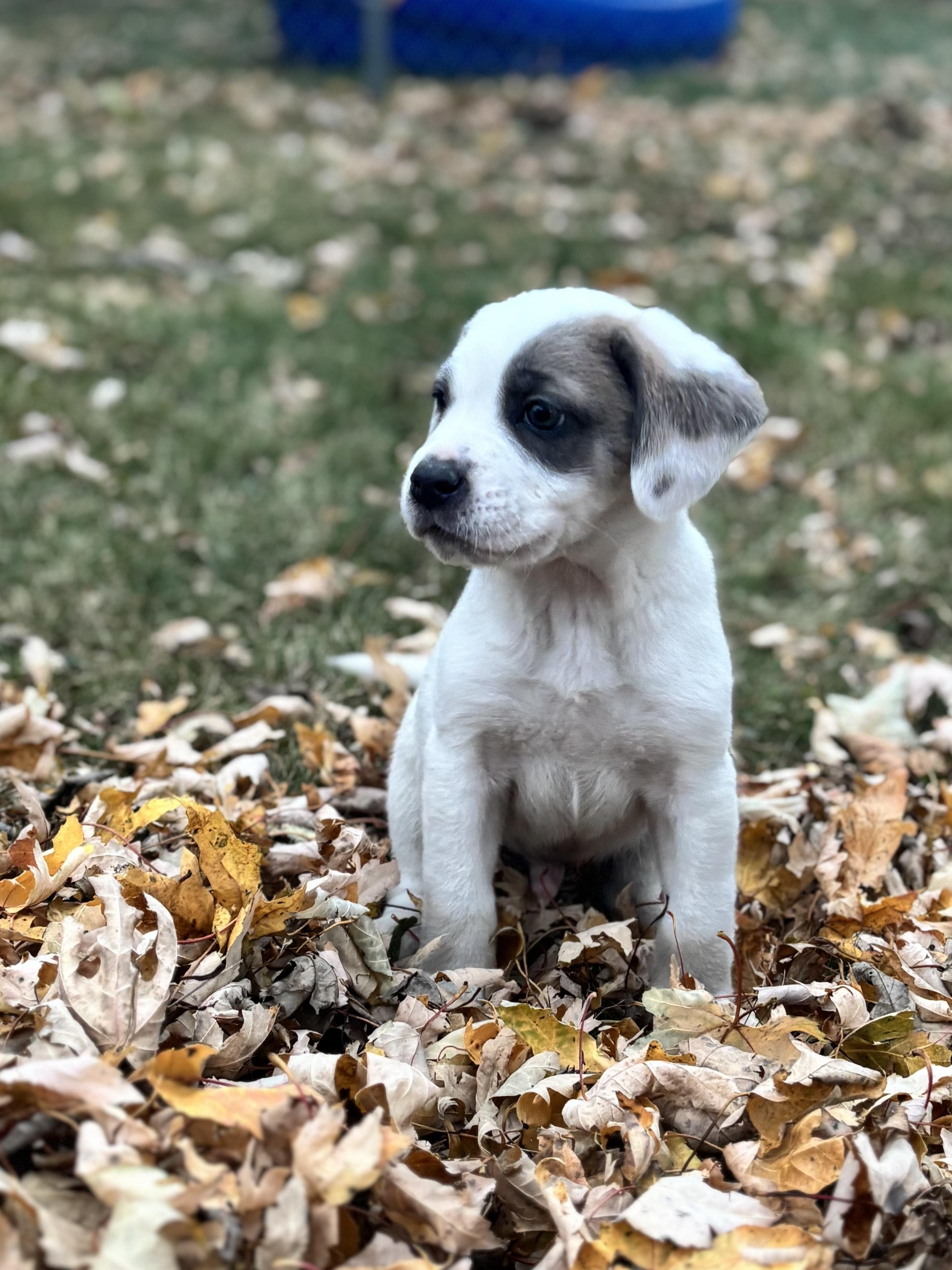 Rooney, a Adoptable mixed breed in Minneapolis, MN image 3/6