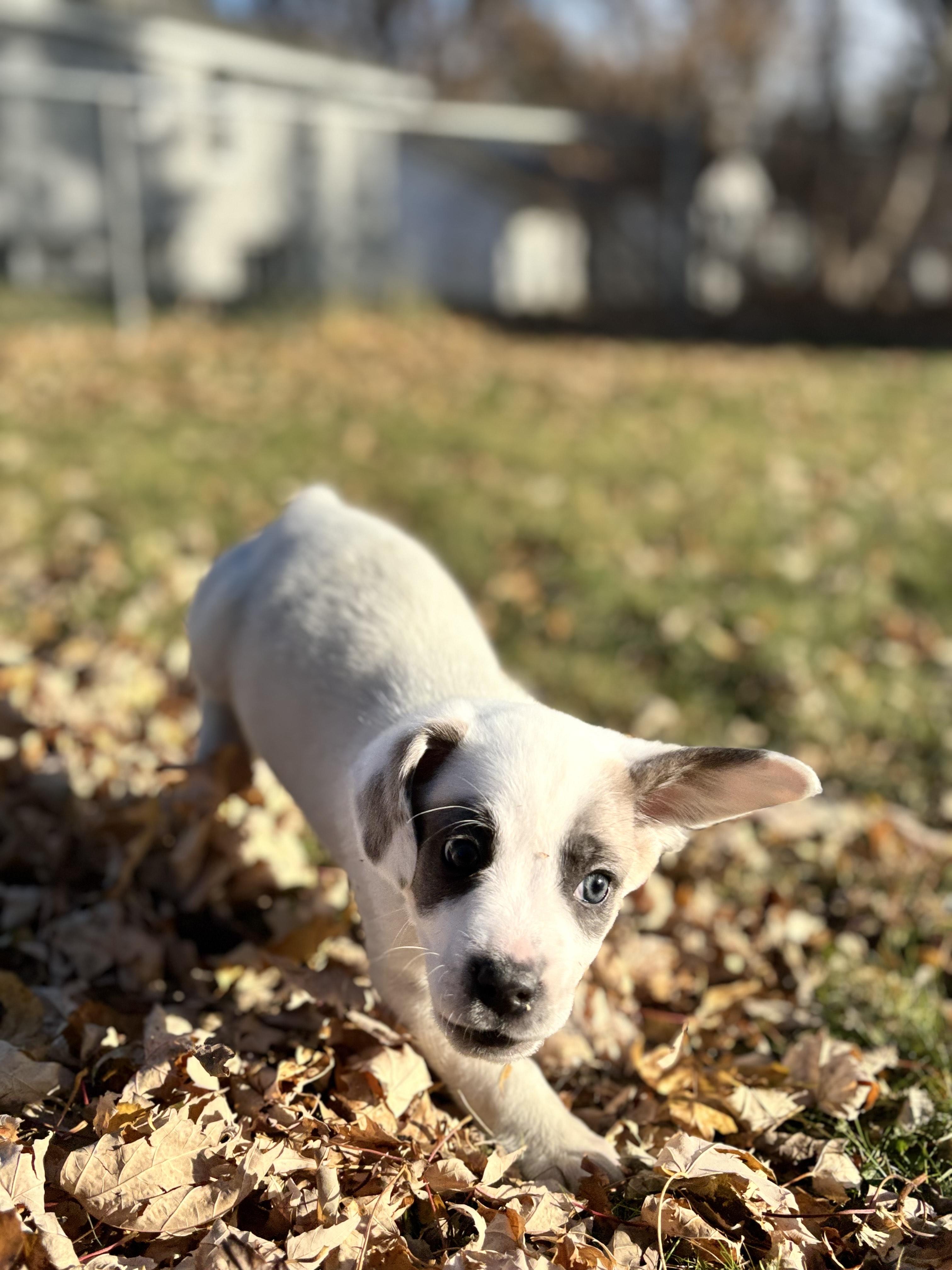 Rooney, a Adoptable mixed breed in Minneapolis, MN image 4/6