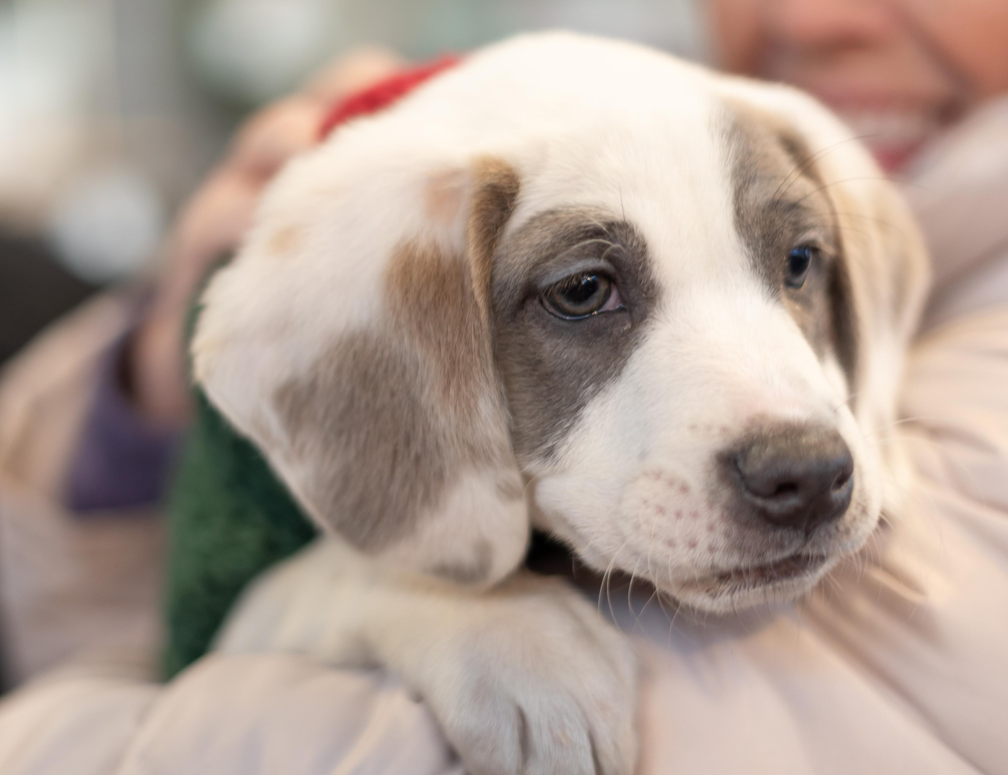 Enlarge Rooney, an adopted mixed breed in Minneapolis, MN image 6/6
