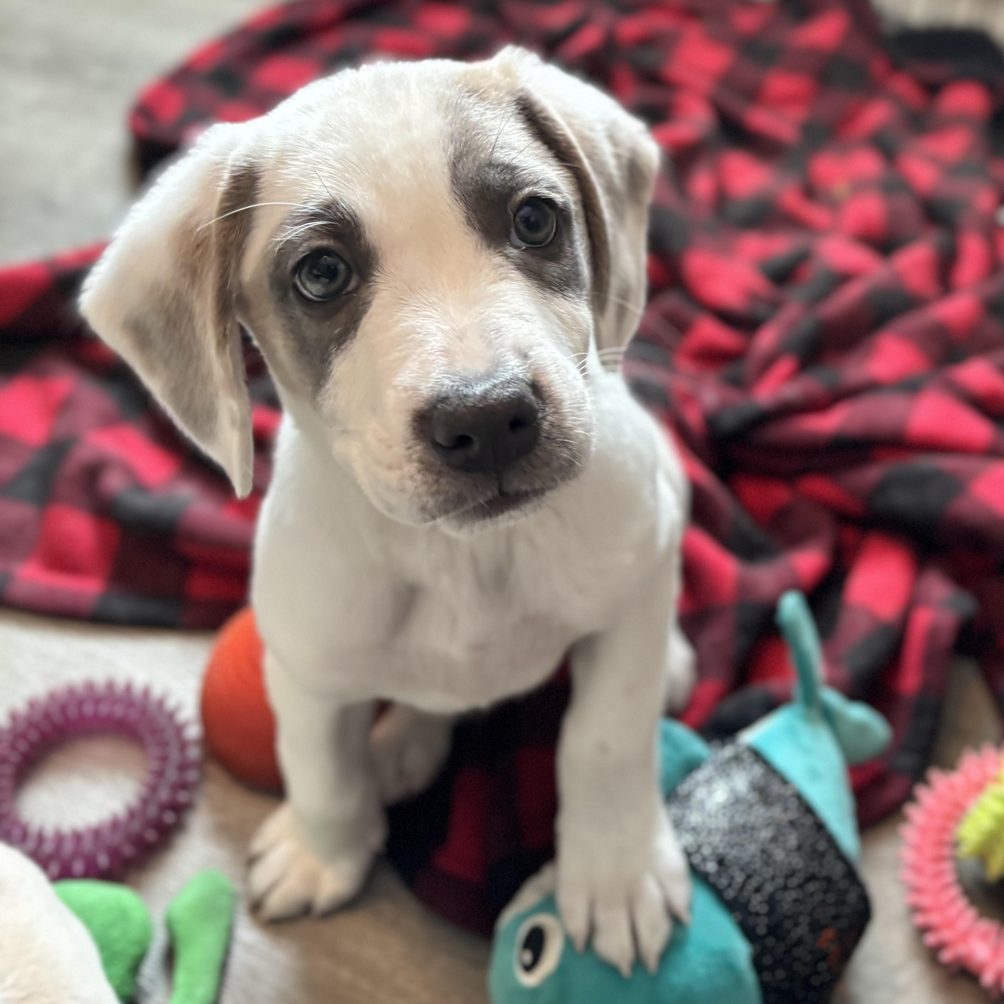 Enlarge Rooney, an adopted mixed breed in Minneapolis, MN image 1/6