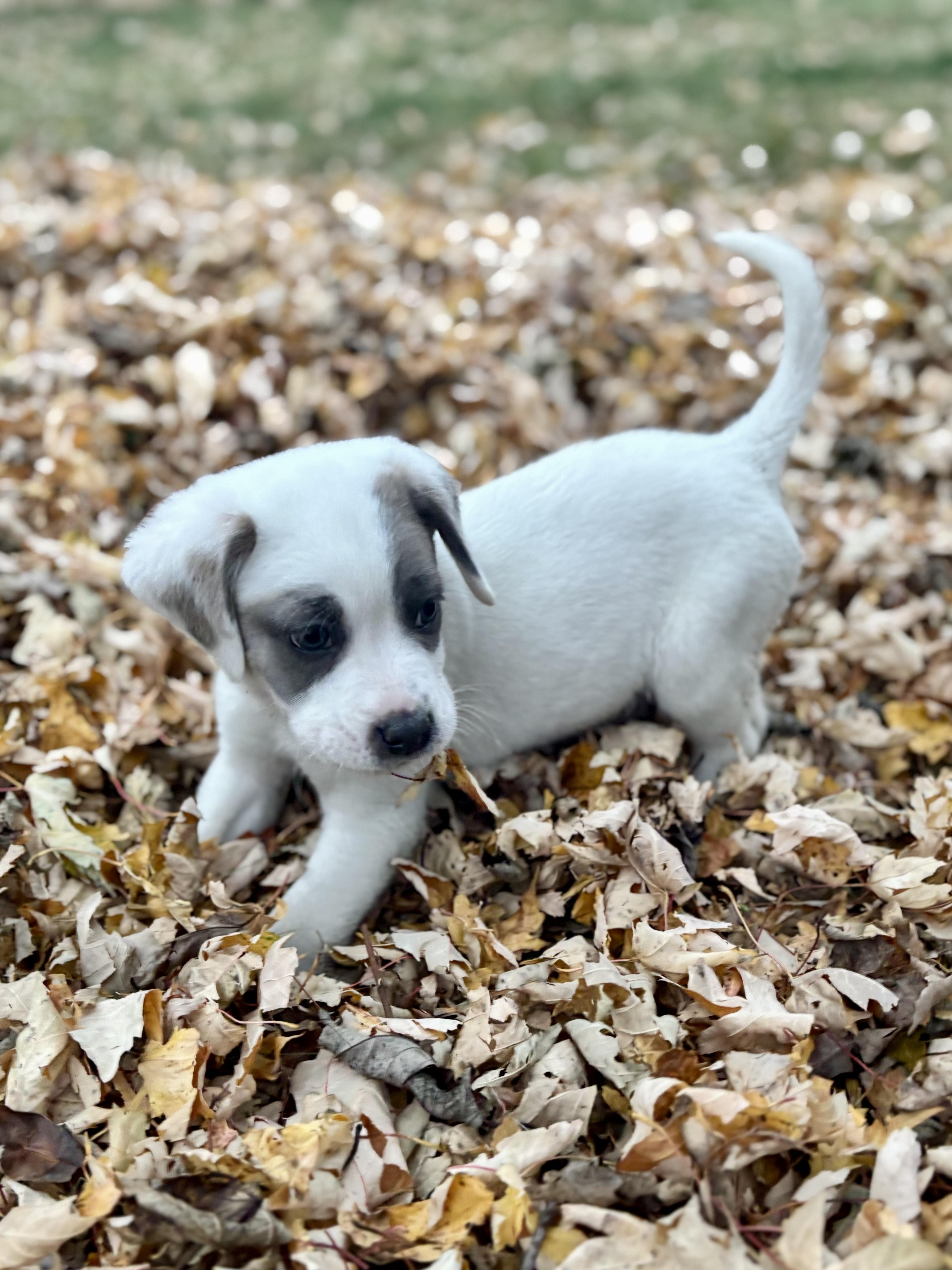 Rooney, a Adoptable mixed breed in Minneapolis, MN image 5/6