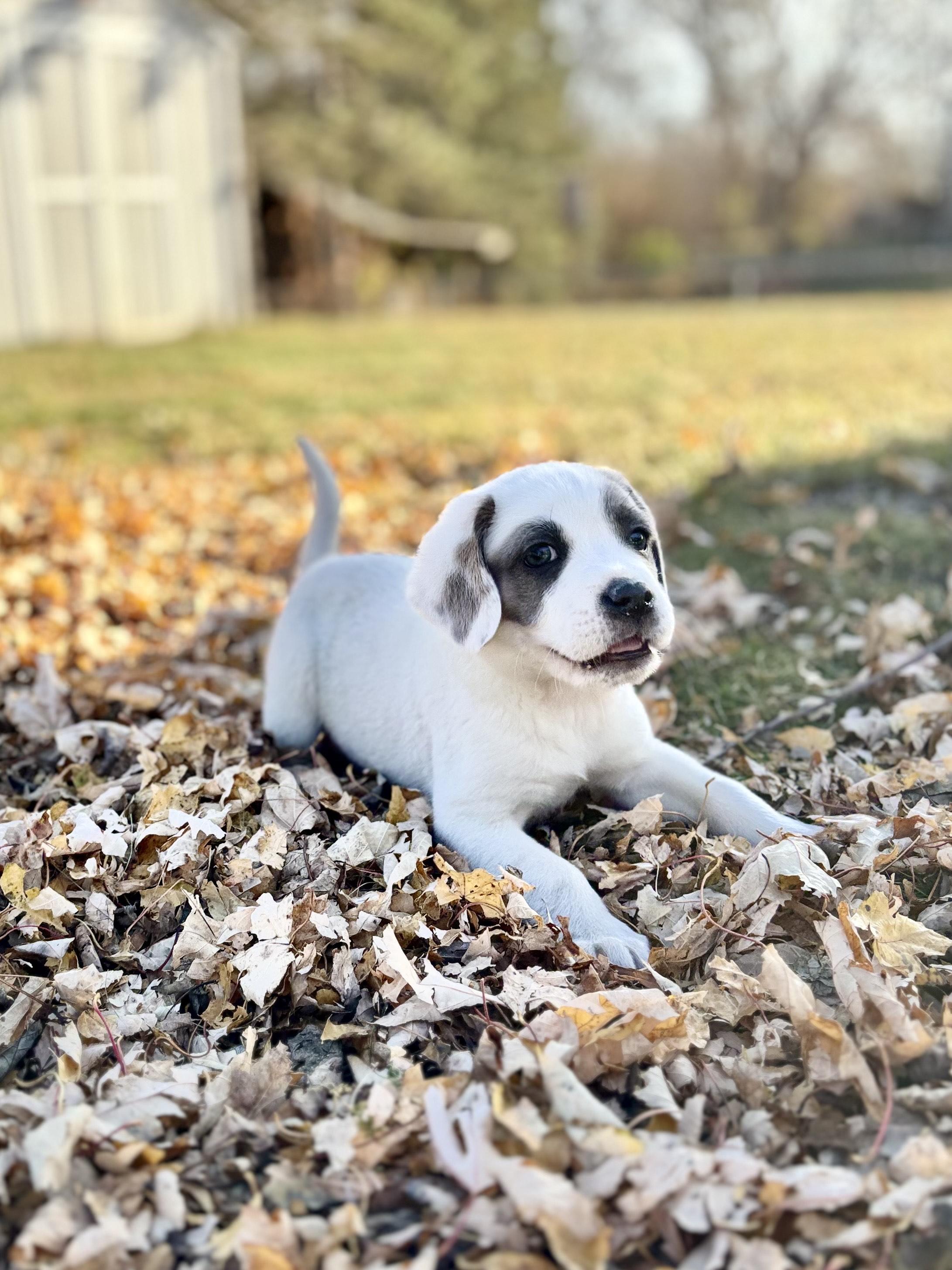 Rooney, a Adoptable mixed breed in Minneapolis, MN image 1/6