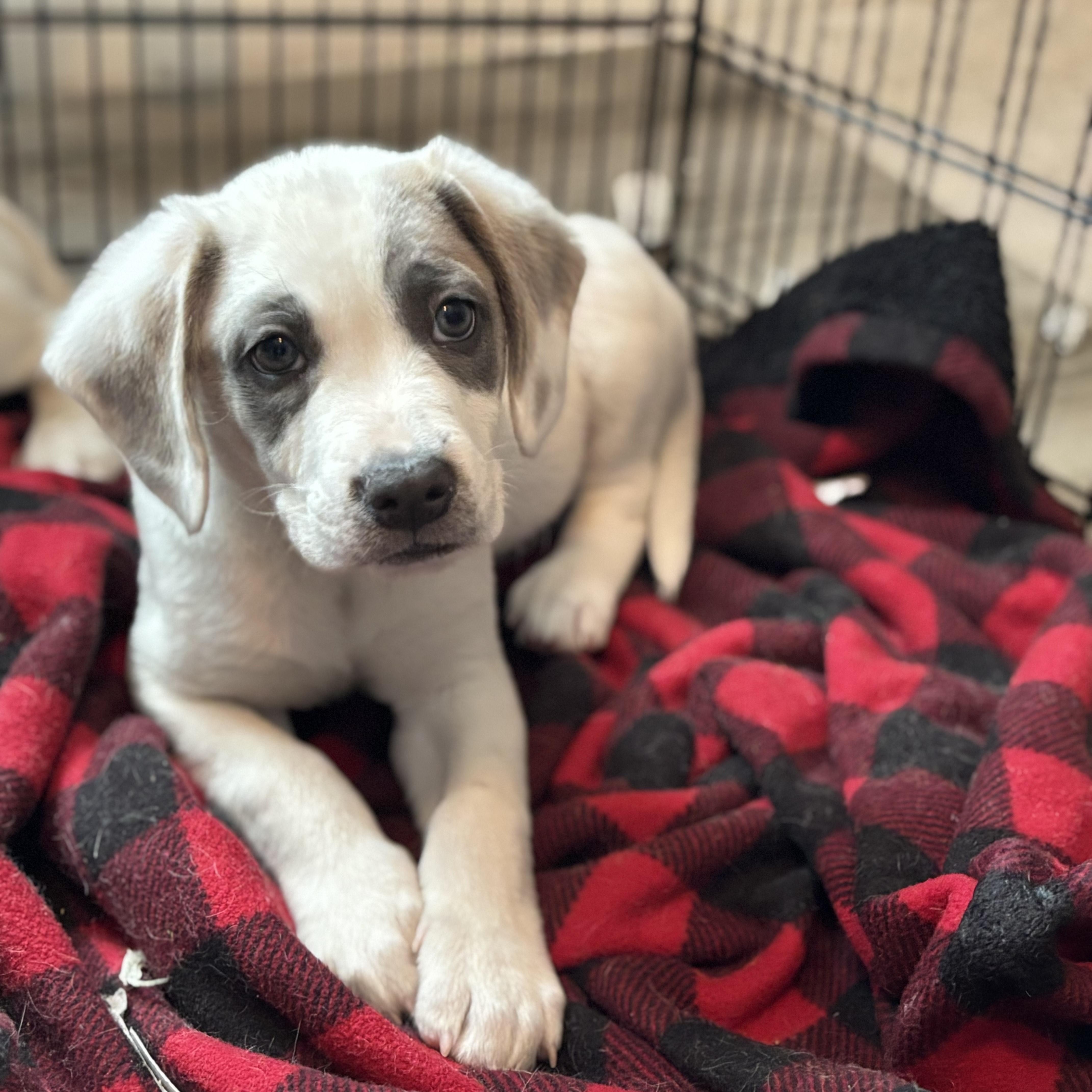 Enlarge Rooney, an adopted mixed breed in Minneapolis, MN image 5/6