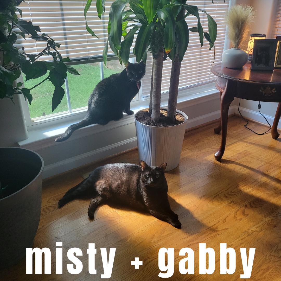 Gabby and Misty, Adoptable, Adult Female Domestic Short Hair.