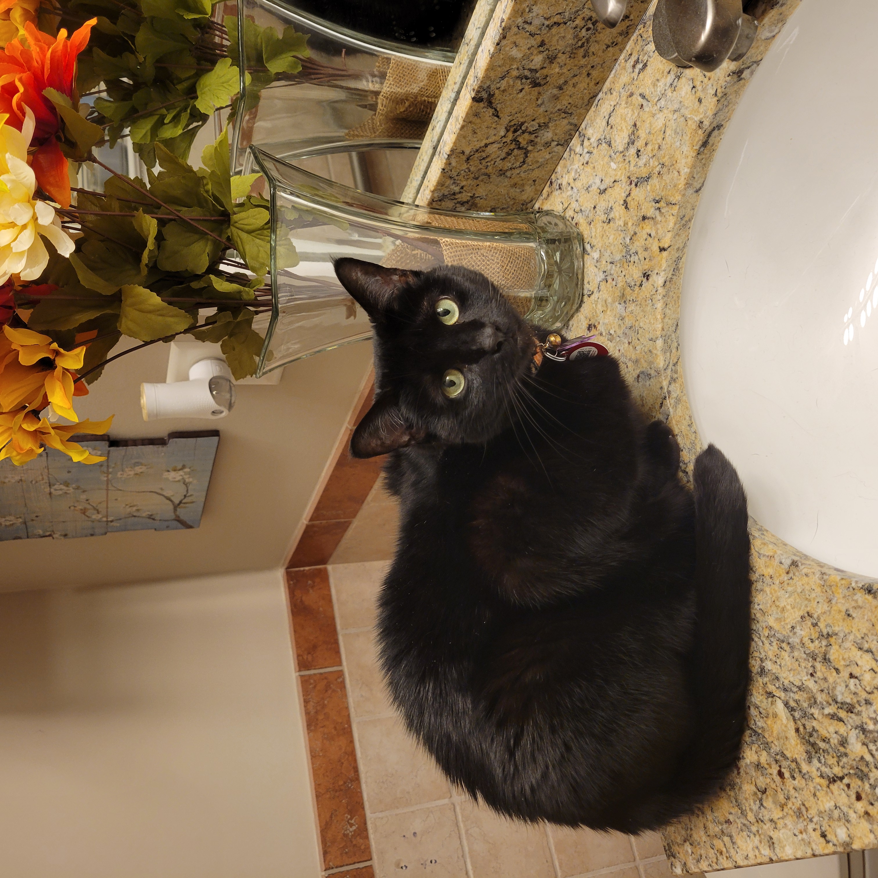 Enlarge Gabby and Misty, a Adoptable Domestic Short Hair in Knoxville, TN image 2/5