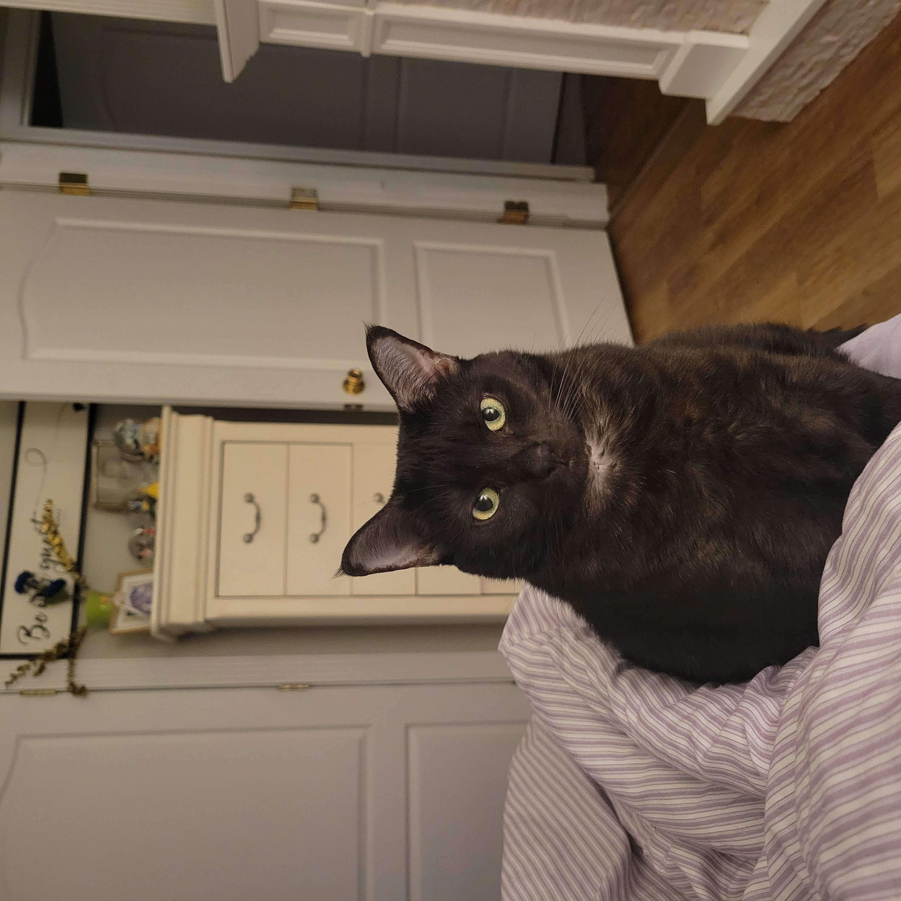 Enlarge Gabby and Misty, a Adoptable Domestic Short Hair in Knoxville, TN image 3/5