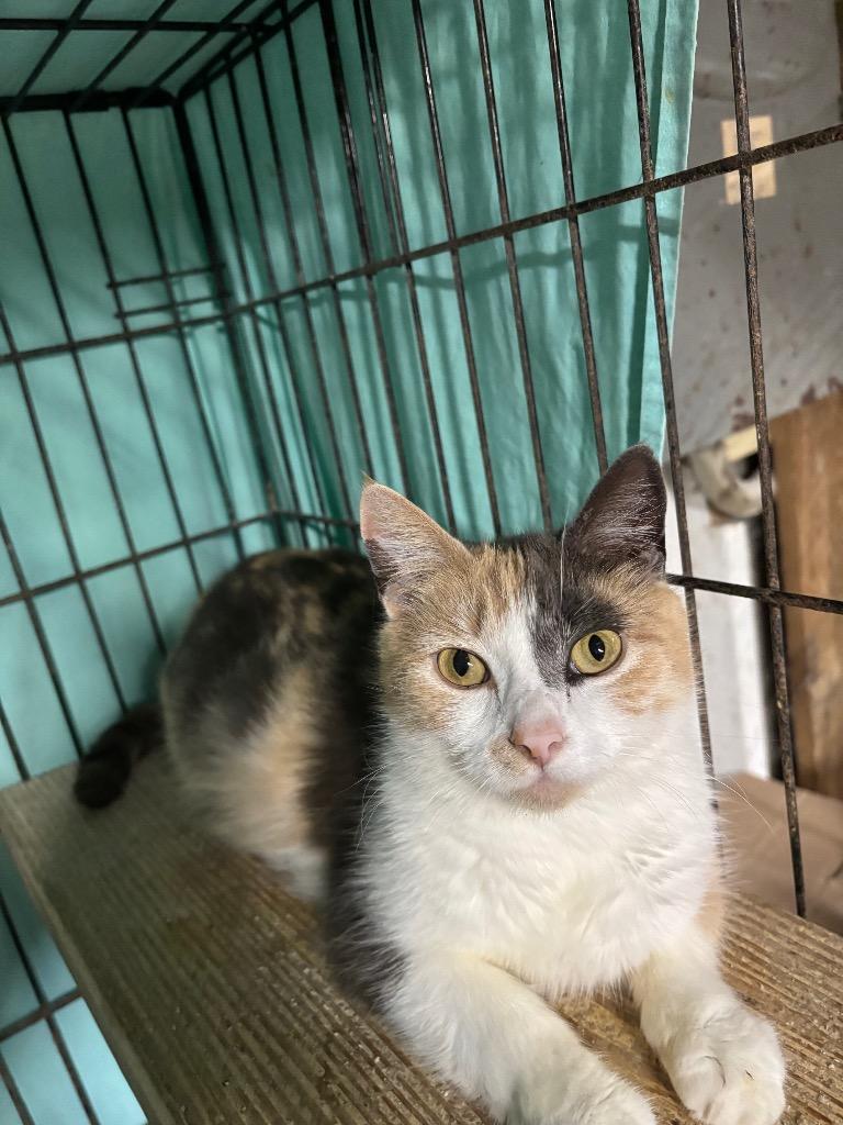 Crystal, Adoptable, Adult Female Domestic Short Hair.