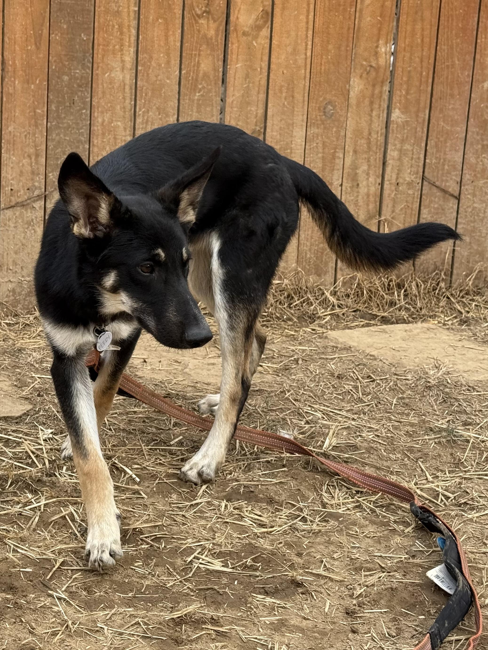 Enlarge PERRY, a ADOPTABLE mixed breed in Wilmington, DE image 3/4