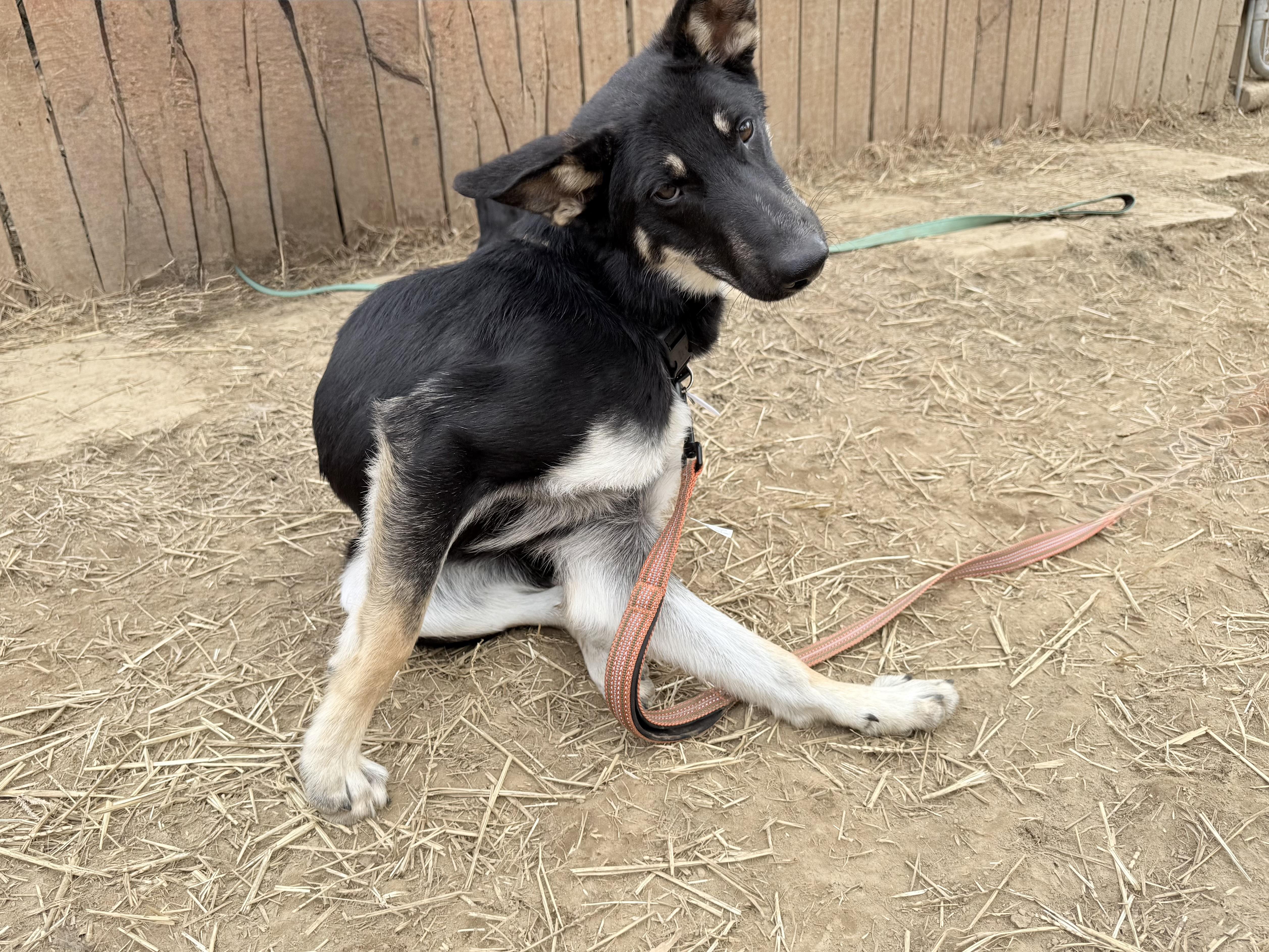 Enlarge PERRY, a ADOPTABLE mixed breed in Wilmington, DE image 1/4