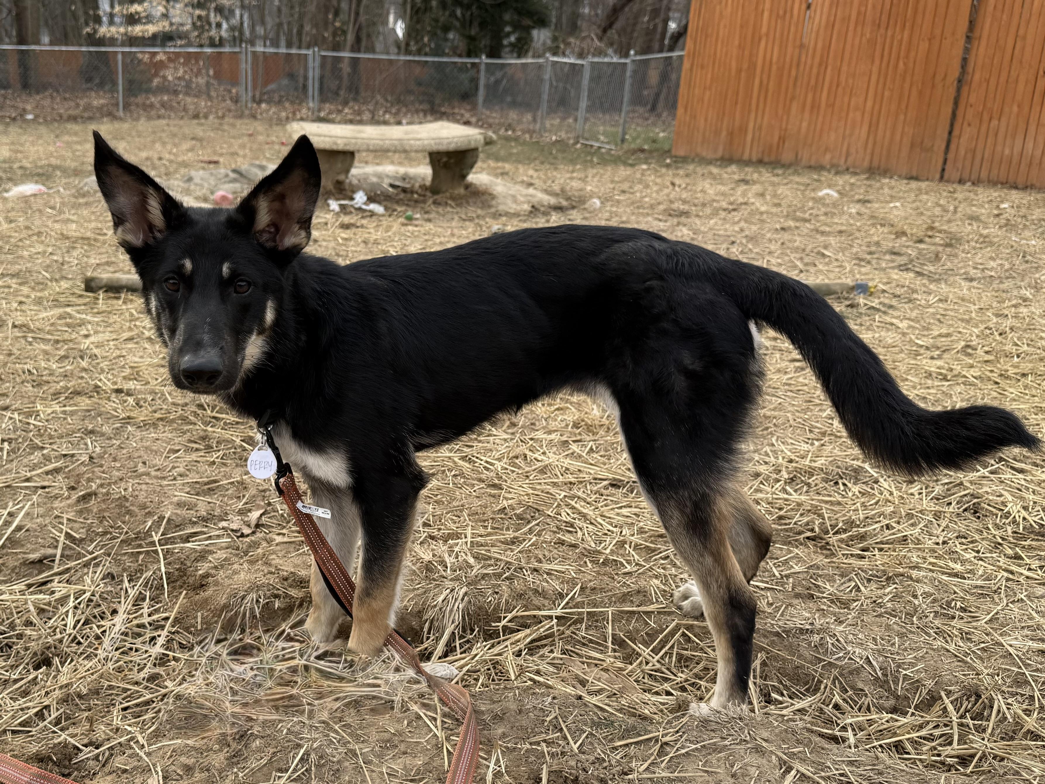 Enlarge PERRY, a ADOPTABLE mixed breed in Wilmington, DE image 2/4