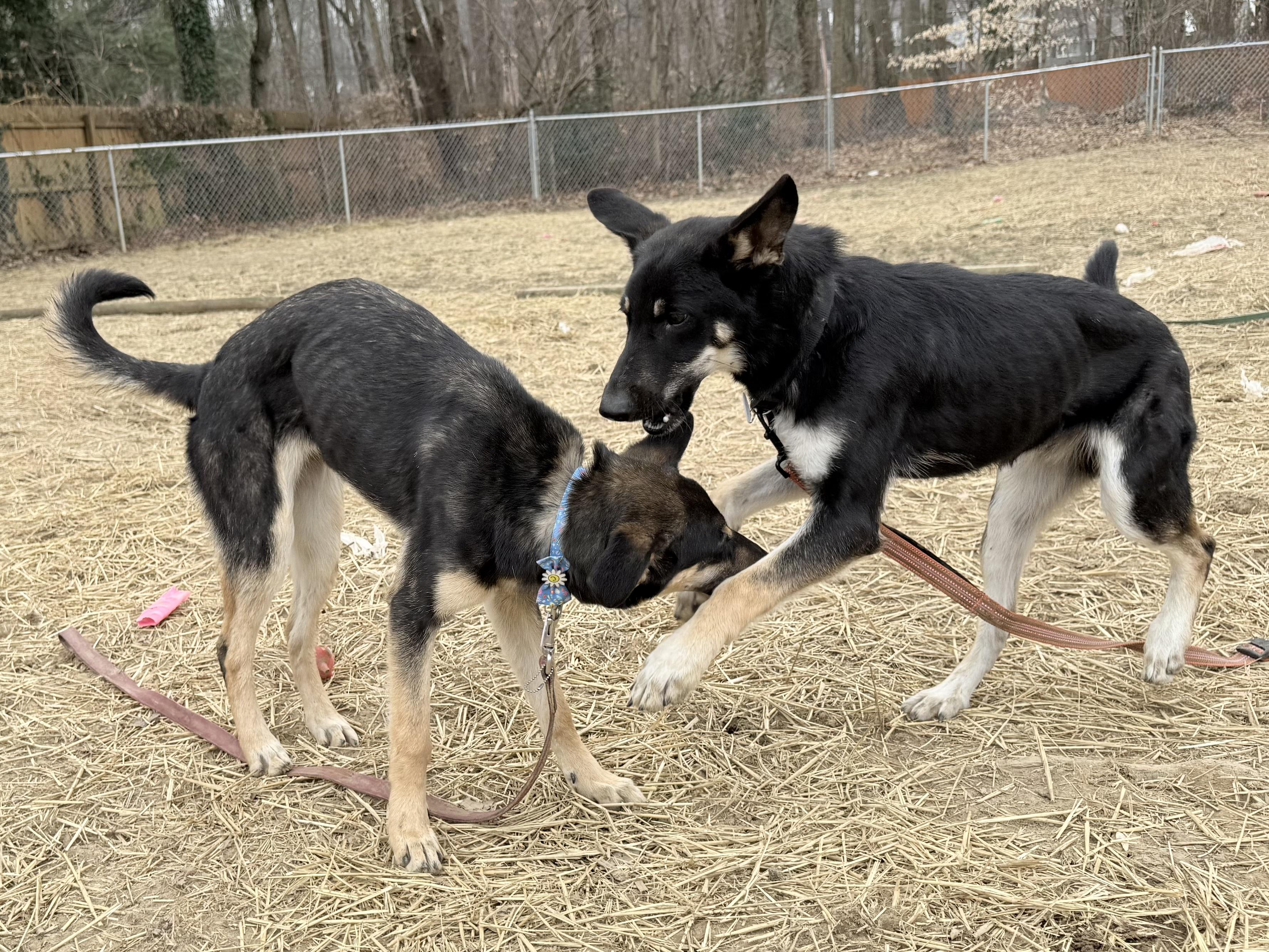 Enlarge PERRY, a ADOPTABLE mixed breed in Wilmington, DE image 4/4
