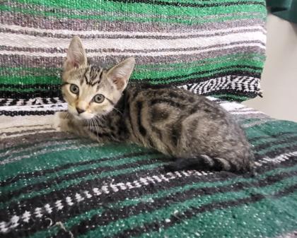 Kuzco, an adoptable Domestic Short Hair Mix in Grove, OK_image-1