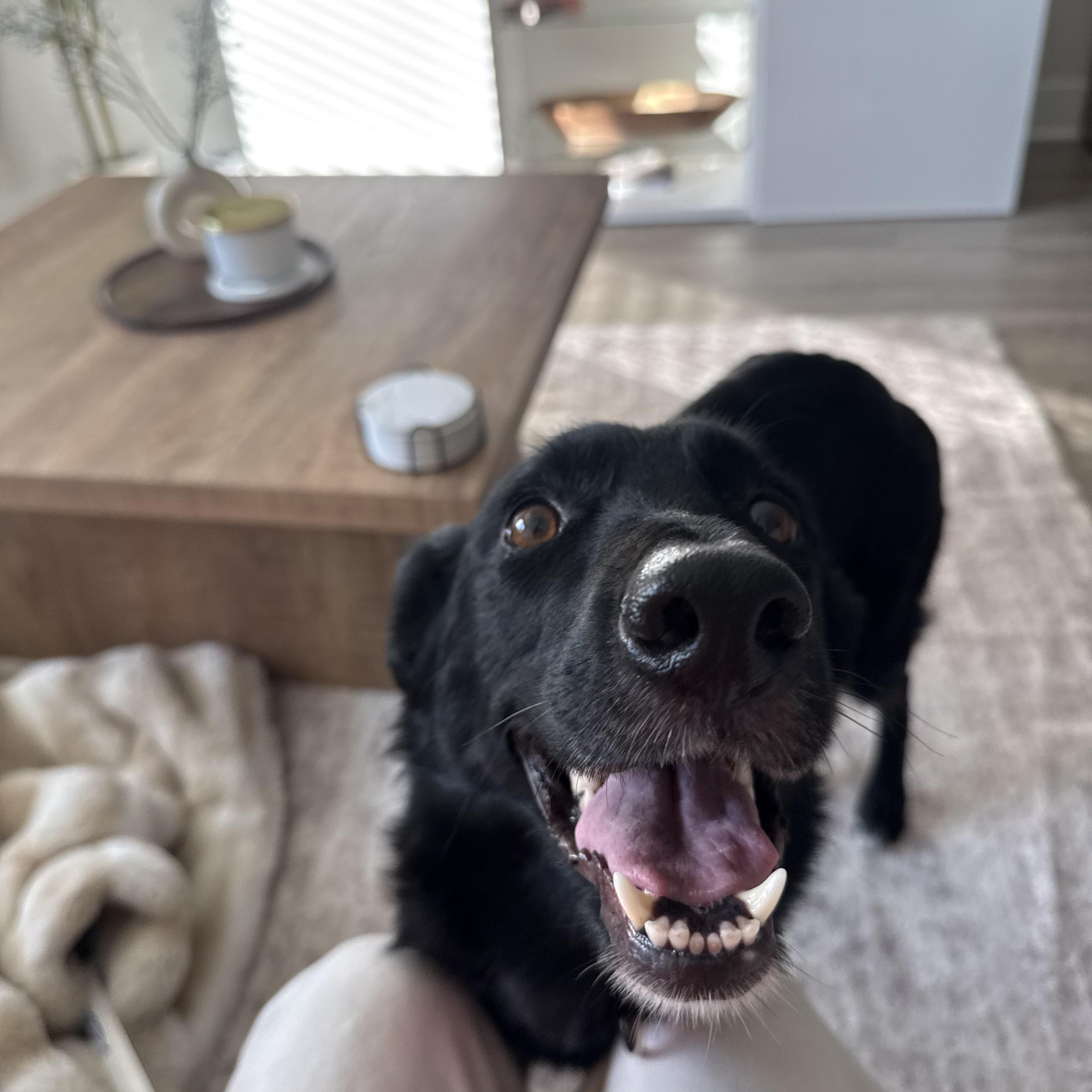 Scarlett — thumbnail 2