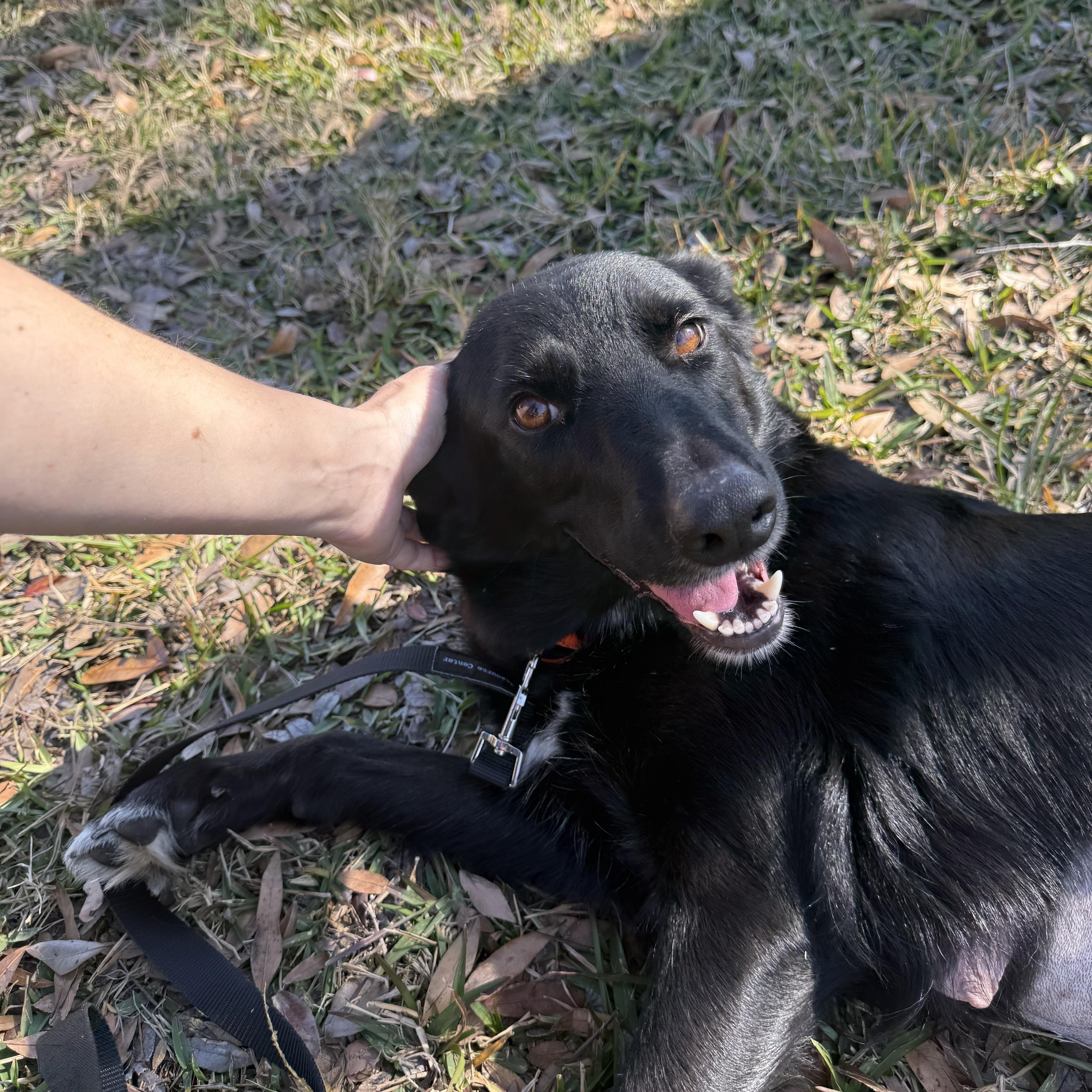 Scarlett — thumbnail 3