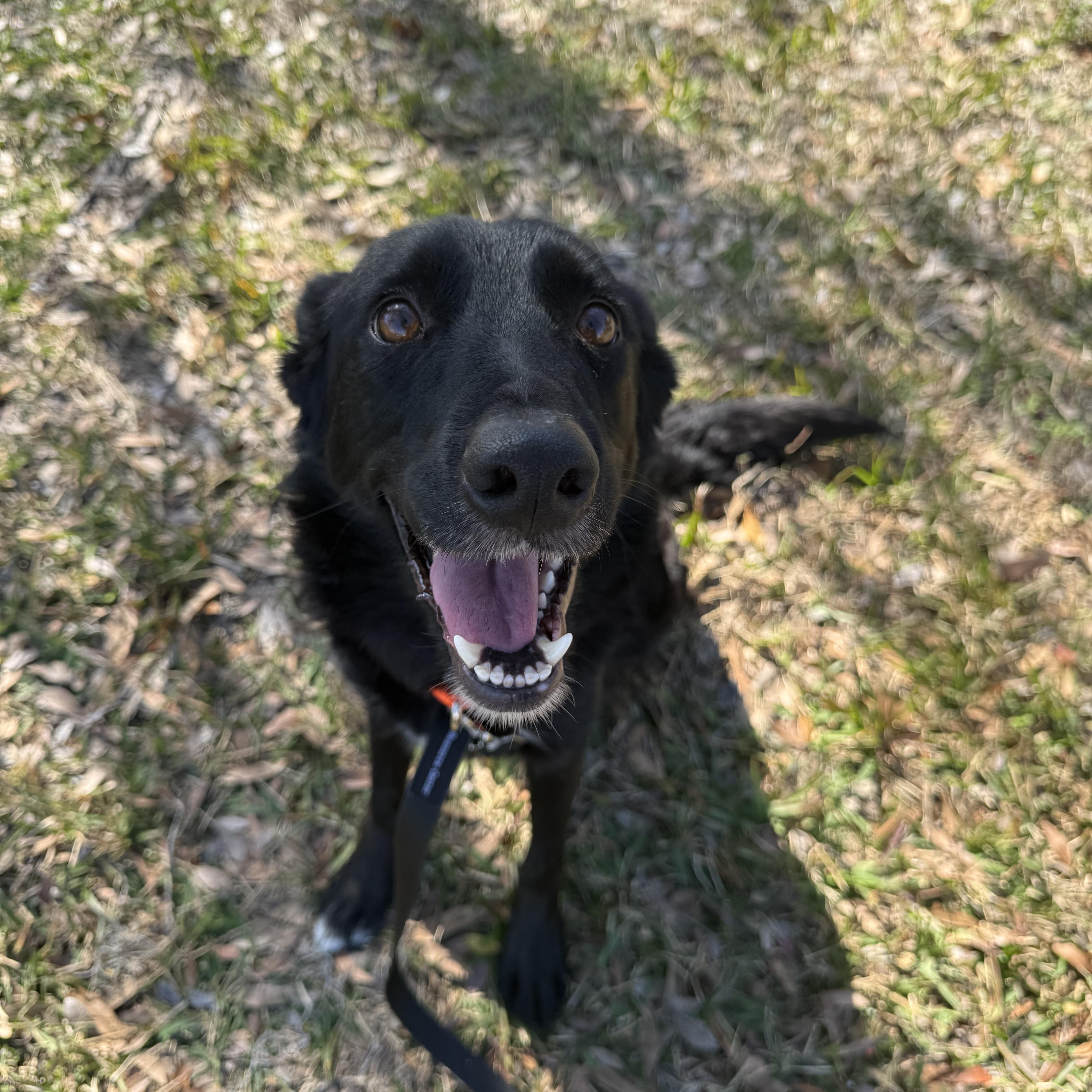 Scarlett — thumbnail 4