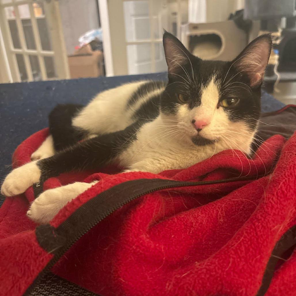 Enlarge Slinky (16646), a Adoptable Domestic Short Hair in Washington, DC image 1/6